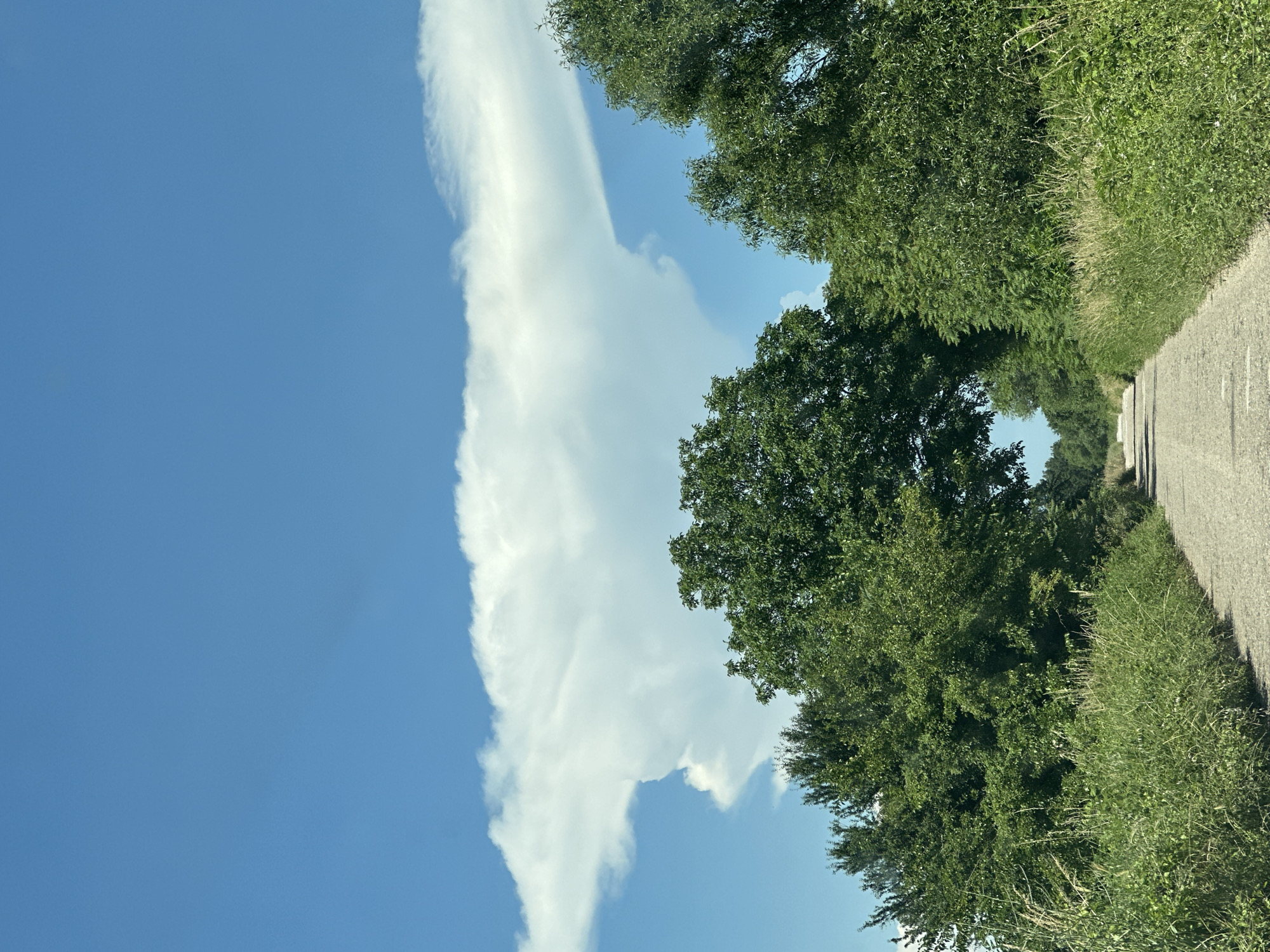 The image depicts a rural road in Muldava, Bulgaria, flanked by lush green vegetation and trees. The road appears to be unpaved or made of coarse gravel, with tire tracks suggesting recent use. The sky is a vibrant blue, partially obscured by a large, anvil-shaped cloud formation, indicative of a cumulonimbus cloud, possibly a thunderstorm developing or dissipating. The dense foliage on either side of the road creates a tunnel-like effect, with the road receding into the distance and disappearing among the trees. No people or animals are visible in the scene. The overall impression is one of natural beauty and a tranquil, remote landscape.