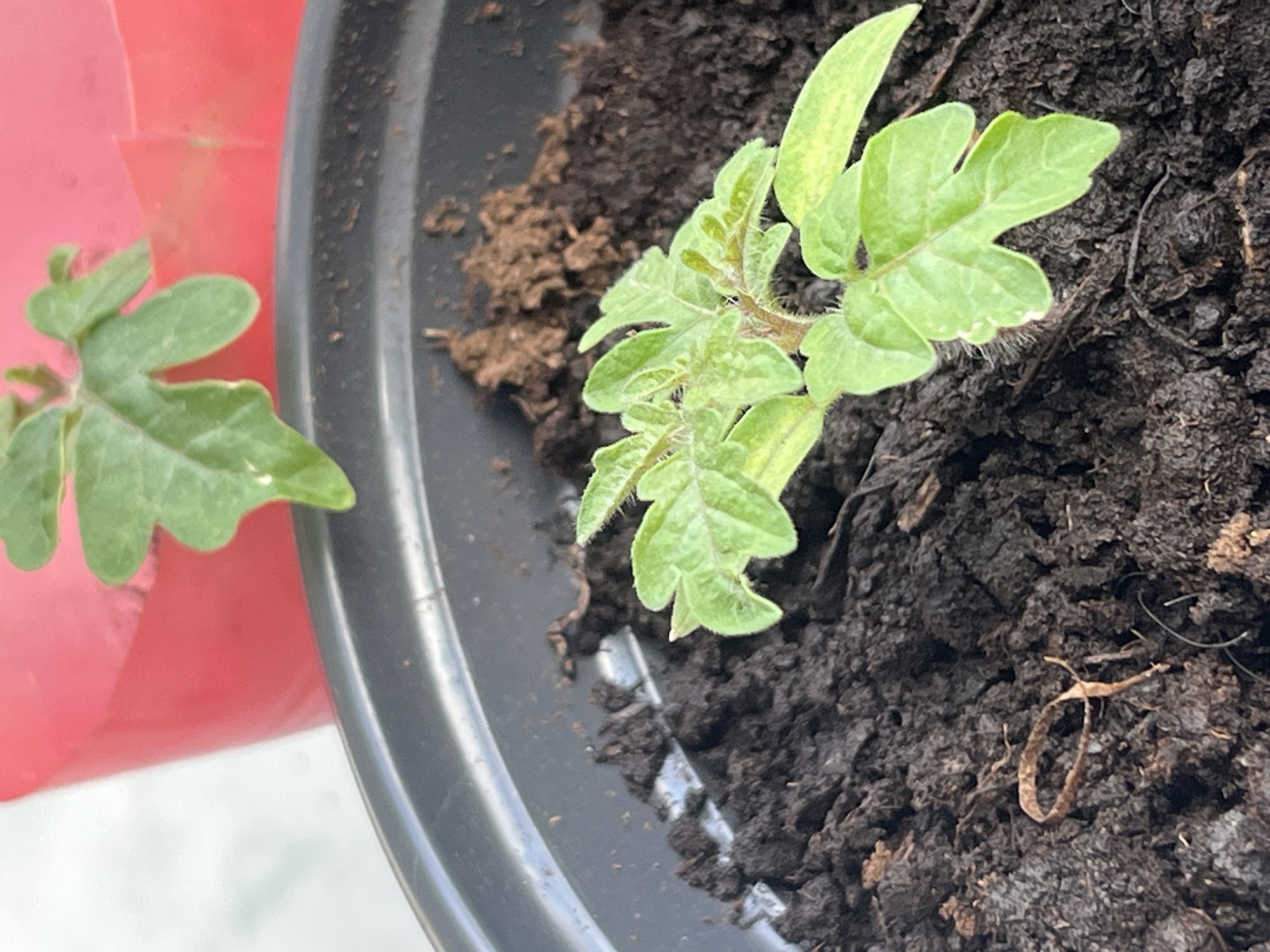 A close-up, top-down view captures two small, green plant seedlings, likely tomatoes, in what appears to be a garden or home setting in Krasnoyarsk, Russia. The primary subject is a seedling positioned towards the upper right of the frame, firmly rooted in dark, moist soil within a dark grey or black plastic pot. This seedling displays several lobed leaves with a slightly fuzzy texture on its stems and veins, and some leaves exhibit lighter green or yellowish patches, possibly indicating new growth or minor variations.
To the left, partially visible against a blurred red background that suggests another container or object, is a second seedling with similar lobed green leaves. The soil in the main pot appears to be a rich potting mix, with some small organic debris scattered on its surface. The rim of the black plastic pot is visible, and one of the provided crops reveals drainage slits at the bottom edge. Natural, bright lighting illuminates the scene, indicating it is daytime. No text is visible in the image.