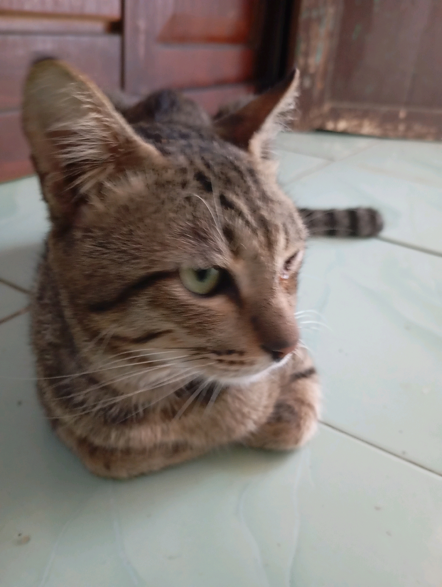 A brown tabby cat is lying down on a light blue tiled floor. The cat is looking to its right with green eyes and has white whiskers. The background is blurred and appears to be indoors with wooden furniture. The image is likely taken in Balikpapan, Indonesia.