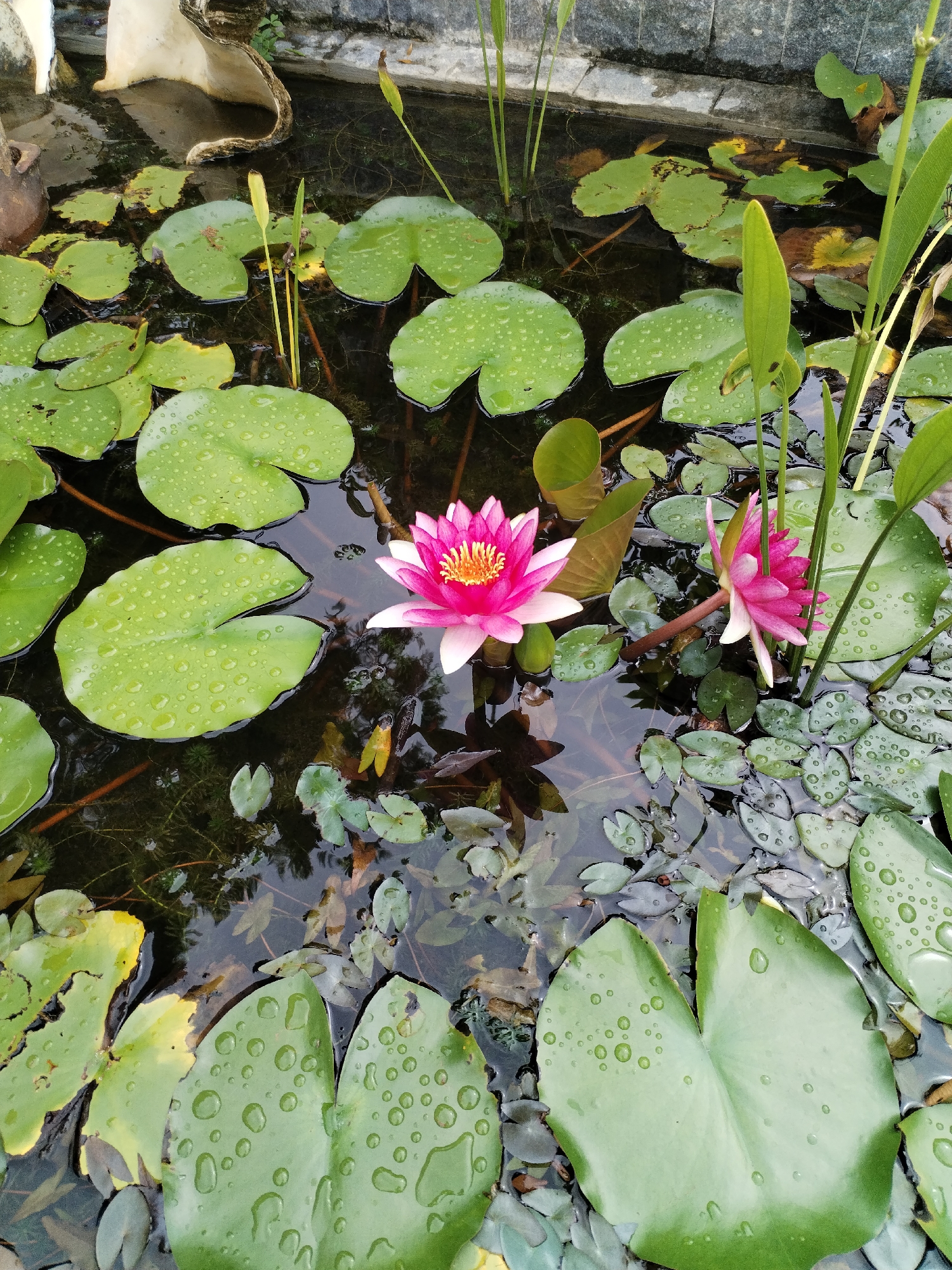 The image shows a pond with several water lilies. Two of the lilies are pink and white flowers in bloom, while the rest are green lily pads covered in water droplets. The water in the pond is dark and reflects the surrounding foliage. There are tall green plants growing amongst the lily pads. At the top of the image, the edge of the pond is visible, with a stone or concrete border. The location is indicated as Nam Nha Trang Ward, Vietnam.