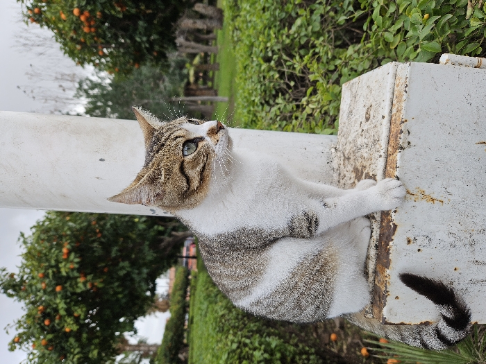 A brown and white tabby cat sits atop a weathered white structure outdoors. The cat's gaze is directed upwards, its ears perked. Lush green foliage and trees are visible in the background, with some trees bearing ripe oranges. The cat's tail, striped with black and brown, hangs down the side of the structure. The weathered surface has visible rust spots and imperfections.