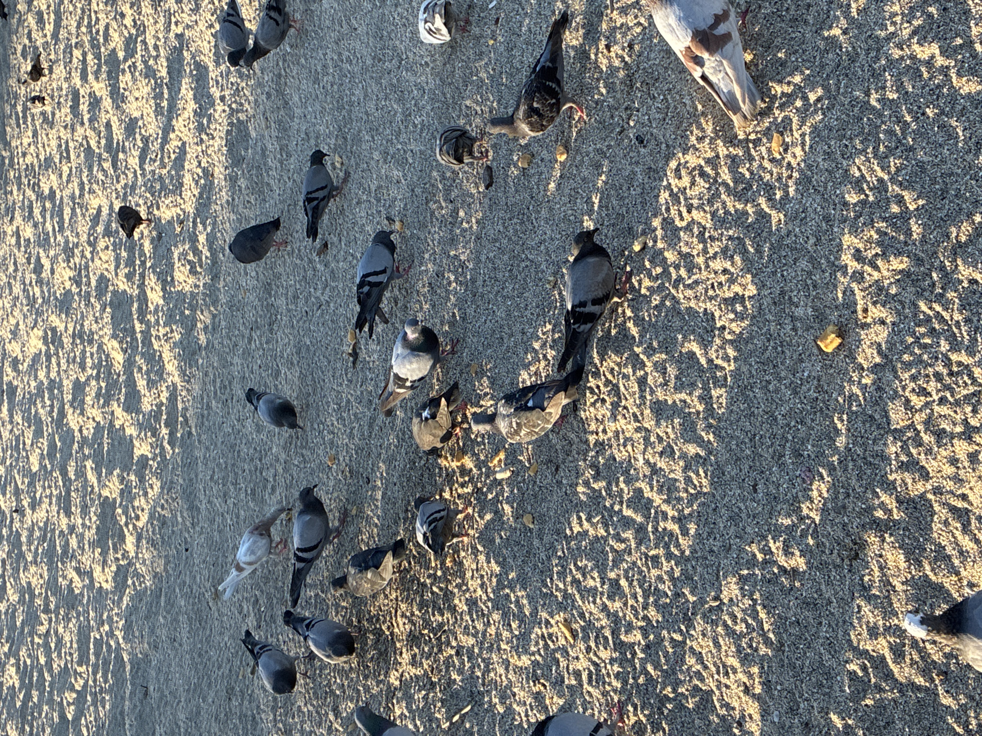 The image depicts a flock of pigeons gathered on a sandy or pebbly surface, possibly a beach or park, in Alanya, Turkey. The ground is textured with small grains and illuminated by sunlight, creating dappled shadows. Several pigeons are actively foraging, pecking at scattered food items, which appear to be small crumbs or seeds. Other pigeons are standing or walking. One pigeon in the foreground is partially visible from the chest up, with its head turned to the left. Another pigeon in the lower right corner is mostly visible, showing its body and tail feathers with brown and white markings. The overall scene is one of avian activity in an outdoor urban environment.