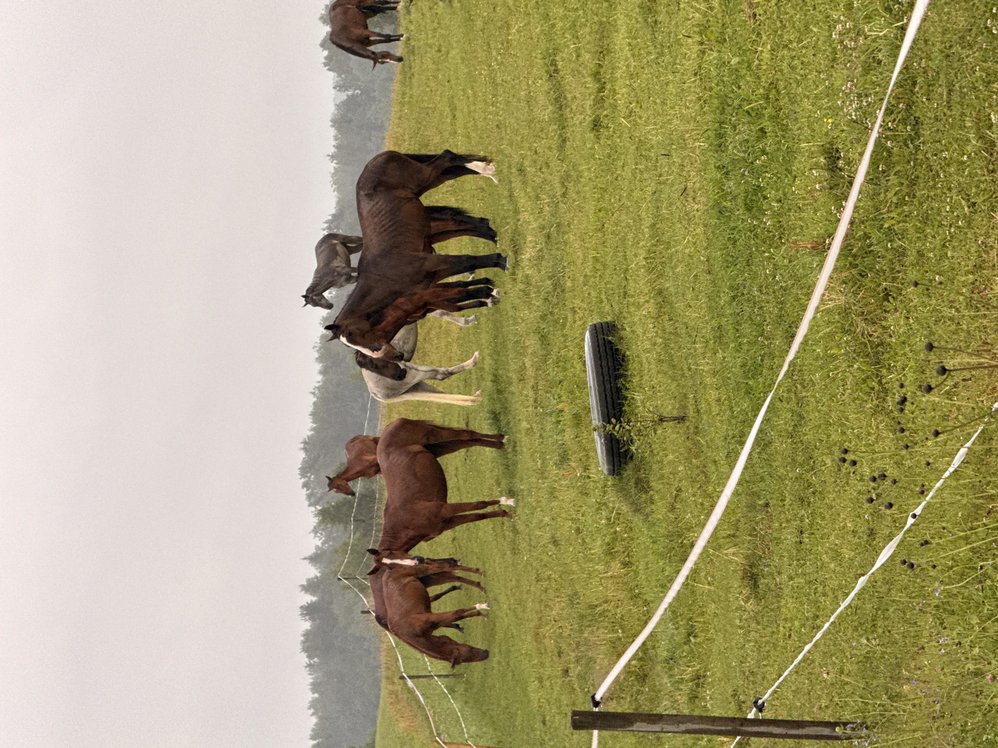 A herd of eight horses is grazing in a grassy pasture. The horses are of various breeds and colors, including brown, gray, and white. The pasture is surrounded by a forest and the sky is overcast. There is a white electric fence running through the pasture. In the foreground, there is a black tire on the ground and a wooden fence post. The scene appears to be located in the city of Galinė, Lithuania.