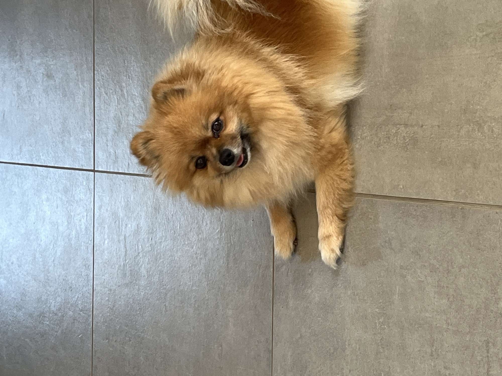 A tan Pomeranian dog lies on a grey tiled floor. The dog is positioned in the upper right quadrant of the image, with its head tilted towards the viewer. The floor consists of large, square tiles separated by dark grout lines.
I cannot provide the exact location of the image within the city of Chambœuf, France, as the image does not provide enough information to pinpoint the location.