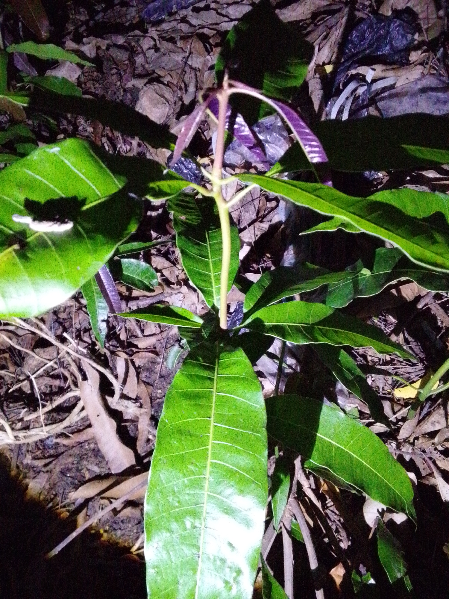 The image shows a close-up, high-angle view of a young mango tree seedling at night. The seedling has vibrant green leaves, some with prominent white veins, and reddish-purple new growth at the top. The seedling is situated amongst a bed of dry, brown leaves and twigs, with some dark, possibly plastic, debris visible in the background. The lighting suggests an artificial light source, casting shadows and highlighting the textures of the leaves and the forest floor. The location is identified as Serti, Nigeria. There are no people or animals visible in the image.