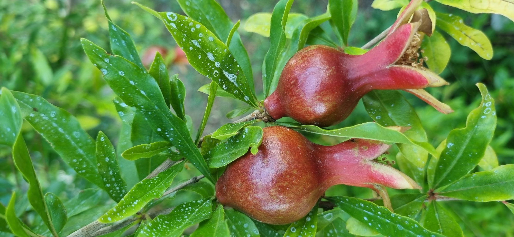 This is a close-up, eye-level, outdoor, medium shot of two small, developing pomegranate fruits on a branch. The fruits are a deep reddish-brown, with lighter pink tips. They are surrounded by vibrant green, glossy leaves, some of which have small white spots. The background is softly blurred green foliage, suggesting a garden or natural setting. The lighting appears to be natural daylight, likely morning or afternoon, given the bright but diffused illumination. There are no people or text visible. The focus is sharp on the pomegranate fruits and their immediate leaves, highlighting their nascent development. The scene is serene and natural.