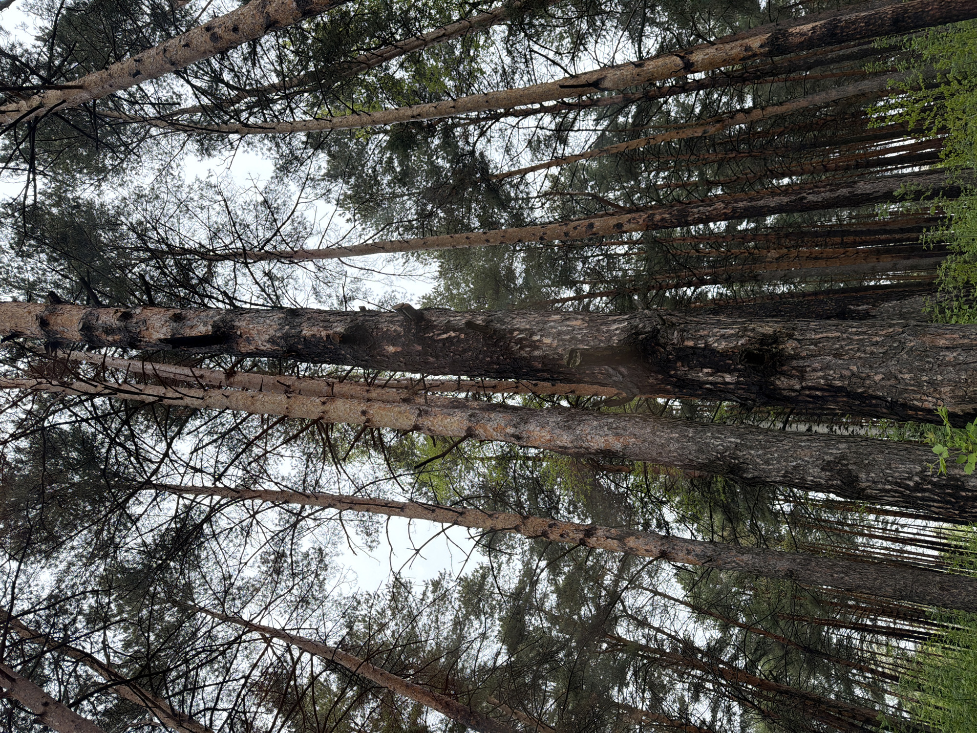 The image depicts a view upwards through a dense forest, likely in a park or wooded area within the city of Chaikovsky, Russia. The trunks of numerous tall pine trees dominate the frame, their bark exhibiting textures ranging from light brown to dark grey and black. Branches extend upwards, their needles forming a dense canopy against an overcast, light grey sky. To the right of the frame, a small patch of green foliage suggests the presence of deciduous trees or undergrowth. The perspective is from the ground looking up, creating a feeling of being surrounded by the forest.
