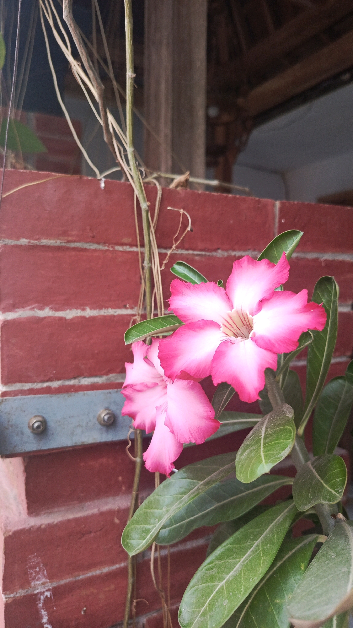 A medium shot photograph, captured from a low angle, depicts a flowering plant with vibrant pink and white blossoms against a textured red brick wall. The plant features several large, star-shaped flowers with delicate, ruffled petals, transitioning from a deep pink at the edges to white in the center. Lush green leaves with visible veins surround the blooms. A thin, brown vine entwines its way through the plant and extends upwards, against the backdrop of the brick wall. Below the brick wall, a weathered gray metal strip is secured with two visible bolt heads, adding a utilitarian element to the scene. The background includes a dark wooden structure, possibly a ceiling or roof, suggesting an outdoor or semi-outdoor setting. The lighting is soft, highlighting the colors of the flowers and leaves. The image does not contain any identifiable people or specific indications of the city of Babadan, Indonesia, beyond its potential geographic context.