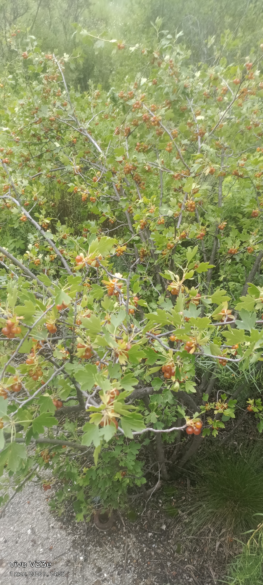 A close-up, eye-level shot focuses on the branches of a shrub laden with small, orange-red berries. The berries are clustered along thin stems, interspersed with green, lobed leaves. The shrub is dense, with many branches creating a tangled appearance. The background is a soft blur of green foliage, suggesting more vegetation or trees further away. The ground beneath the shrub is covered with dry leaves, twigs, and small stones. In the lower left corner, a timestamp reads "vivo V23e 1 июл. 2026 г., 14:56". The scene appears to be outdoors, likely in a natural or semi-natural setting, consistent with a location in the city of Troitskoe, Kazakhstan.