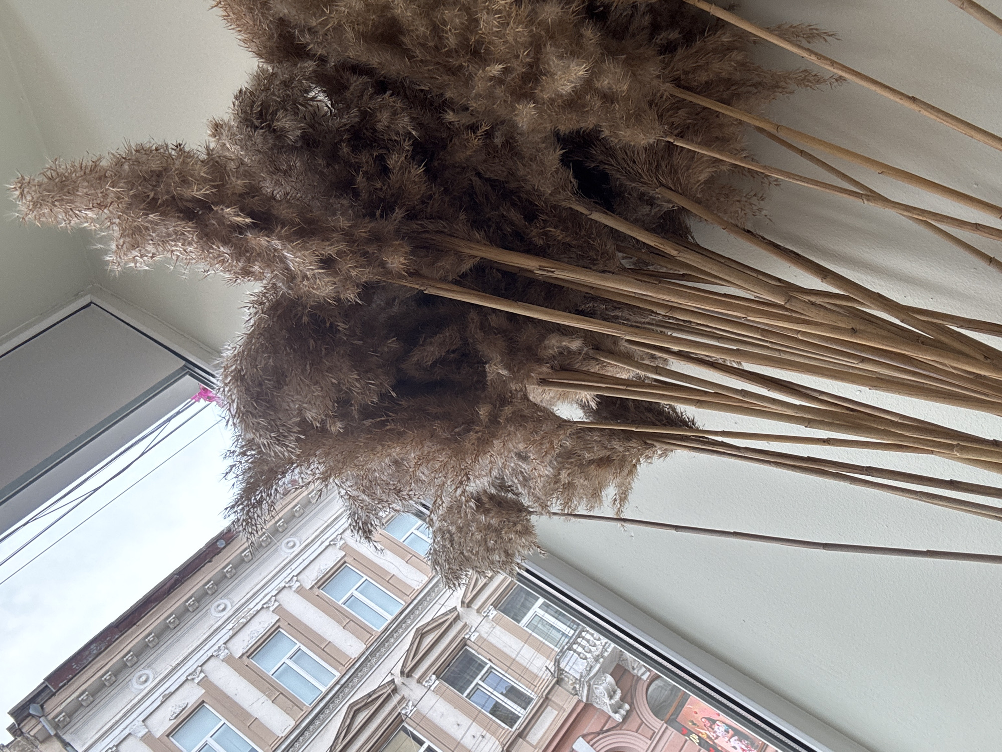 A low-angle, close-up shot showcases a bouquet of dried reeds with feathery plumes, their light brown stems fanning out against a plain white wall and a window frame. The reeds are the primary subject, filling the upper right portion of the frame. Through the window, a glimpse of an old European-style building is visible. This building features ornate architectural details, including decorative molding around windows and a mansard roofline. The facade is painted in muted tones of beige and cream, with light blue window panes. The building's architecture suggests a historical urban setting, and the overall lighting implies daytime, though the sky appears overcast. The image is static, with no discernible activity or event taking place. The perspective is diagonal, with the reeds and building tilted, adding a dynamic visual element. The location context provided is Chernivtsi, Ukraine, which is consistent with the architectural style seen. There is no visible text in the image.