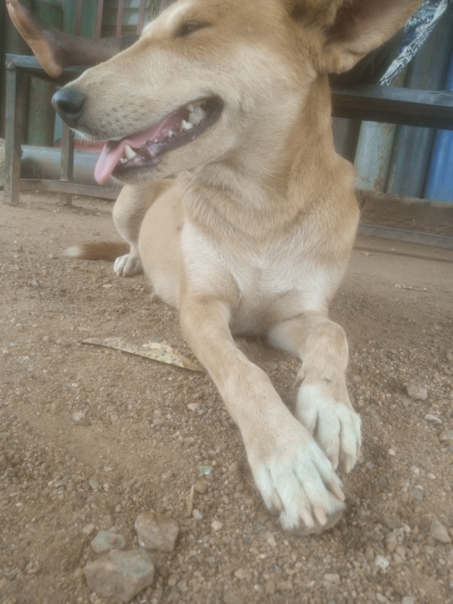 A tan dog with white paws is lying on the ground. The dog's mouth is open, showing its tongue and teeth. The background appears to be an outdoor area with gravel on the ground and some metal fencing. A person's leg is visible in the upper left corner of the image. The scene is likely in Television, Nigeria, based on the request.