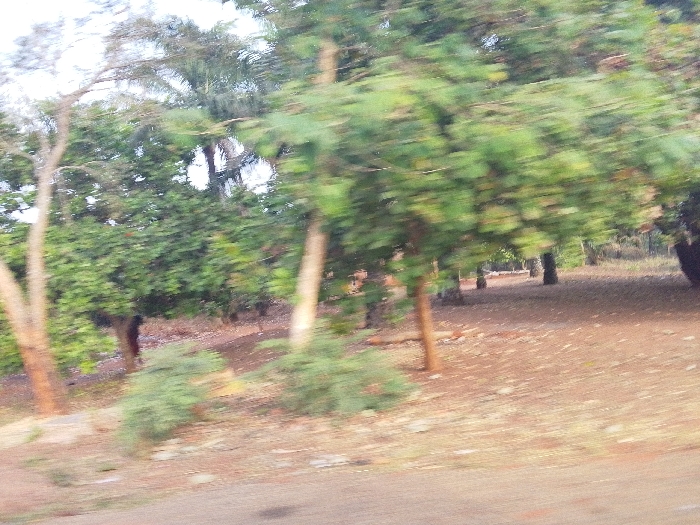 The image displays a blurry, outdoor scene in Ankpa, Nigeria, dominated by dense vegetation and reddish-brown ground. In the immediate foreground, a dark, indistinct horizontal surface suggests a road or pathway. The midground and background feature numerous trees with green foliage, ranging from slender, light-barked specimens on the left to broader, darker trees further back. The ground cover consists primarily of bare, reddish-brown soil, mottled with lighter debris. A winding dirt path or track is discernible receding into the distance among the trees on the right side of the frame. The upper portion of the image reveals a light, hazy sky. Due to significant motion blur throughout the photograph, no specific people, objects, or actions are clearly identifiable.