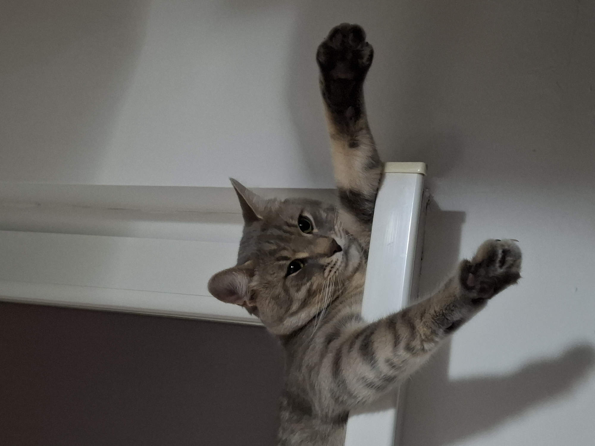 A medium, eye-level shot depicts a gray and tan tabby cat perched on a white door frame. The cat is reaching upwards with both paws, its head tilted to the side, looking at the camera. The background consists of a white wall above the door frame and a gray wall below. The location is not specified in the image.