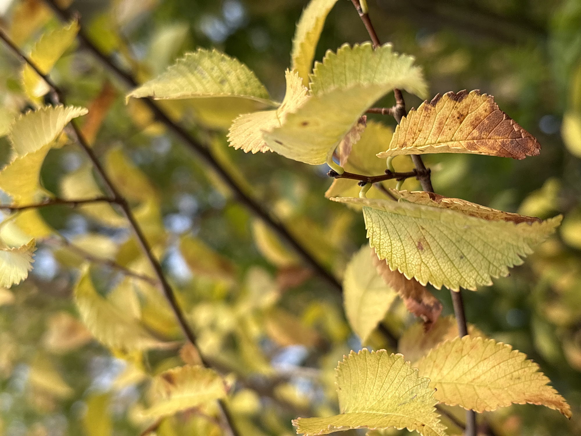 The image shows a close-up of several yellow and brown autumn leaves on tree branches. The leaves are serrated along the edges and have visible veins. The background is blurred, with hints of green foliage and a light blue sky. The scene appears to be outdoors, in natural light. There are no people or animals present. The location is not identifiable within the image itself.