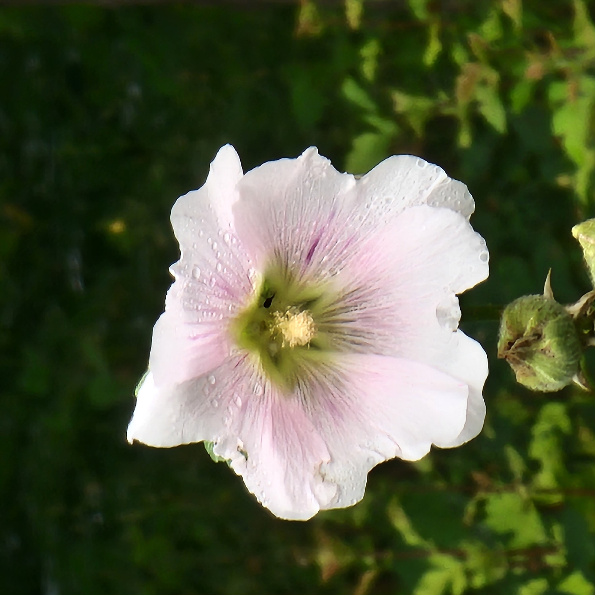 A close-up, eye-level, outdoor shot features a delicate, pale pink and white hollyhock flower in full bloom. The flower's petals are slightly translucent, revealing intricate veins, and are dotted with numerous small water droplets, suggesting recent rain or dew. The center of the flower displays a cluster of yellow stamens, with a tiny black insect visible within the pistil. The flower is positioned in the foreground, with a soft-focus background of lush green foliage, indicative of a garden setting. In the lower portion of the frame, a closed green flower bud with spiky protrusions is visible. The image does not contain any identifiable landmarks or elements that would allow for a specific location within Moscow, Russia, or any other city.