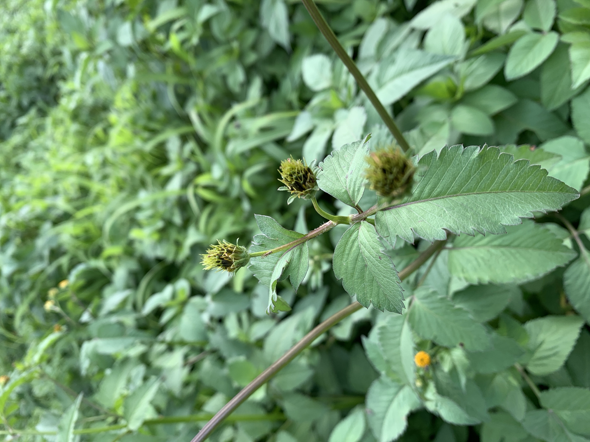 The image shows a close-up view of a plant with serrated green leaves and developing seed heads. The plant has reddish-brown stems. In the background, there is a dense growth of green foliage, suggesting an outdoor natural setting. A small, bright yellow flower is visible in the middle right of the frame, partially obscured by leaves. The lighting appears to be natural daylight, possibly overcast or diffused, as there are no harsh shadows. The focus is on the plant in the foreground, with the background being softly blurred, creating a sense of depth. The scene appears peaceful and natural, with no people or specific human-made objects visible. The overall impression is that of a wild or garden plant in its natural environment.