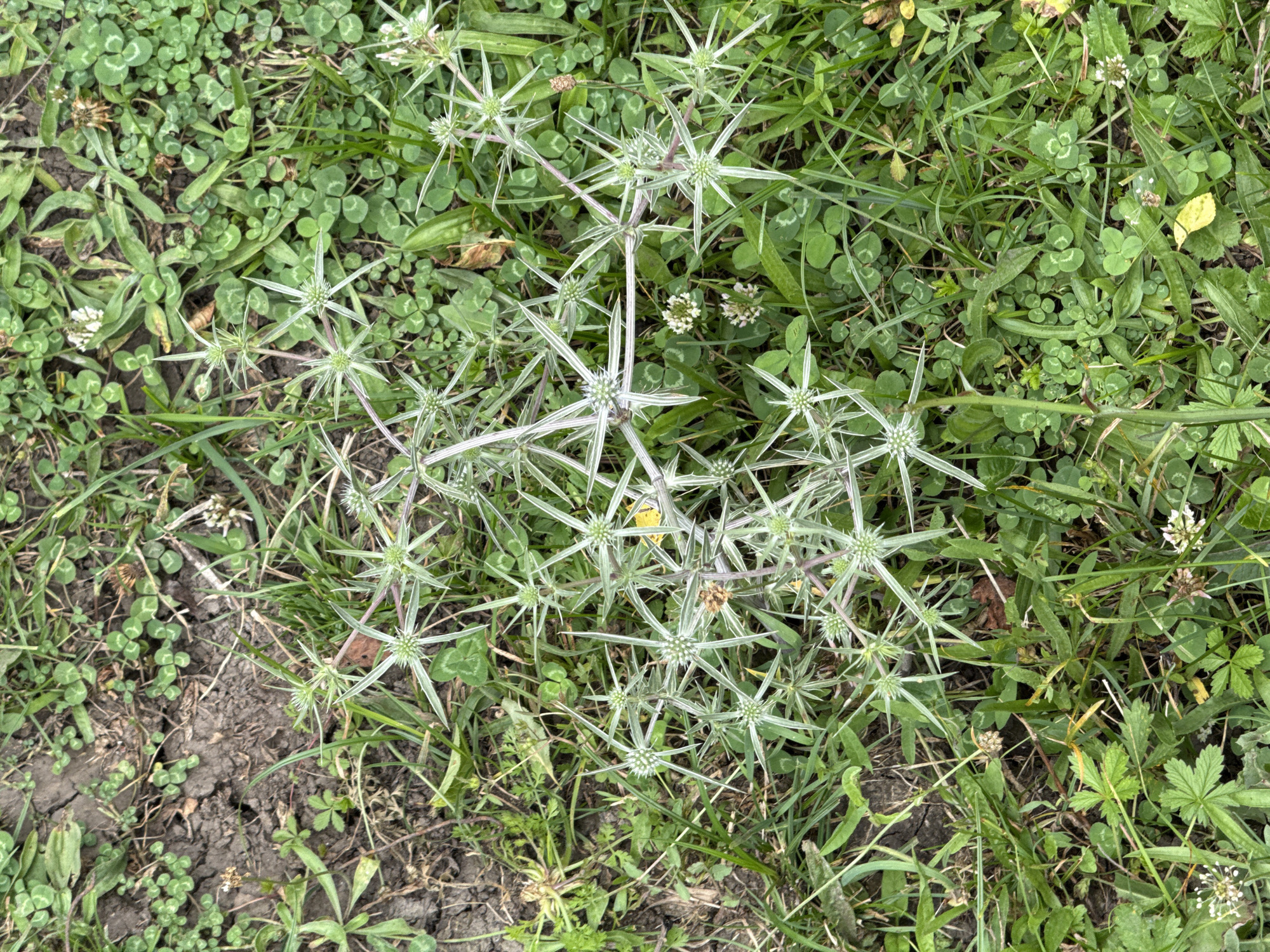 The image shows a close-up, overhead view of a patch of ground in Sis, Azerbaijan. The ground is covered with green clover and grass. A thorny plant with star-shaped seed heads, possibly a species of Eryngium (thistle), dominates the center of the frame. The plant has pale green to whitish, spiny leaves and developing flower heads. Some of the leaves and stems of the thorny plant have a purplish hue. Small white flowers, likely clover blossoms, are scattered throughout the vegetation. Patches of dry, cracked earth are visible in the upper left quadrant of the image. There are no people or animals present. The lighting suggests it is daytime, possibly overcast or with diffused sunlight.