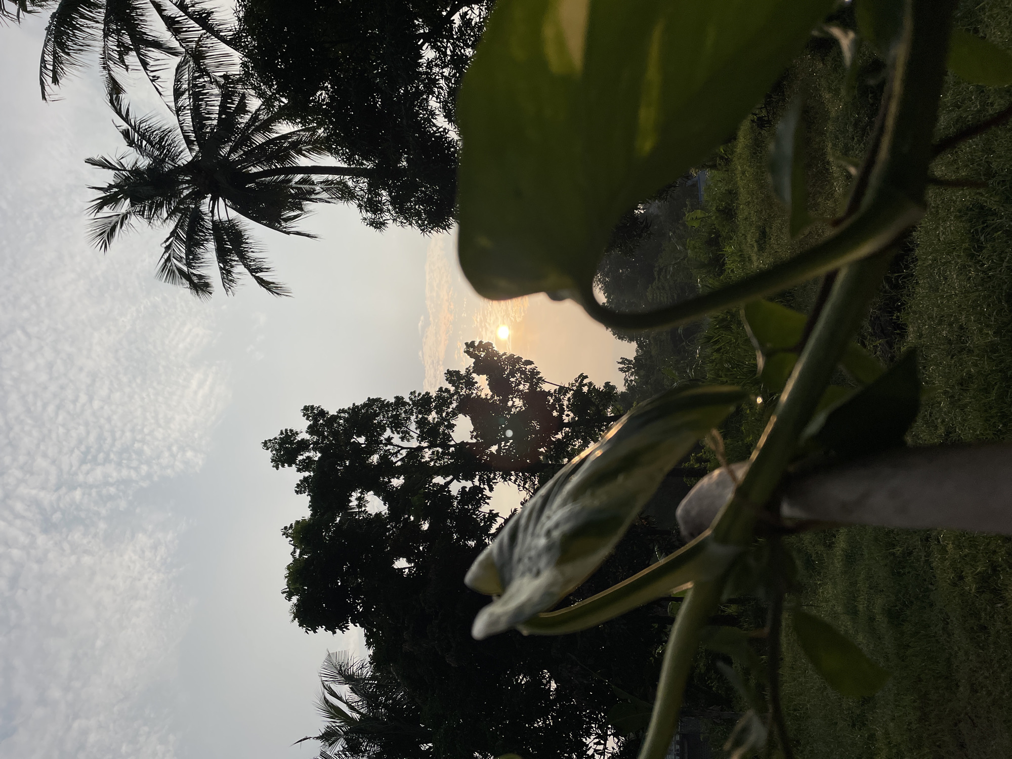 The image captures a view of a sunset seen through foliage and trees. In the background, a sky filled with thin, patchy clouds is visible. A bright sun is positioned centrally in the frame, partly obscured by the silhouettes of trees. In the foreground, a leafy plant with green and variegated leaves is present, blurring parts of the overall view. The composition includes silhouettes of palm trees and other trees, suggesting a possibly tropical location. The environment looks serene, with the soft light of the setting sun filtering through the natural elements. The location of the scene is Unknown, Unknown.