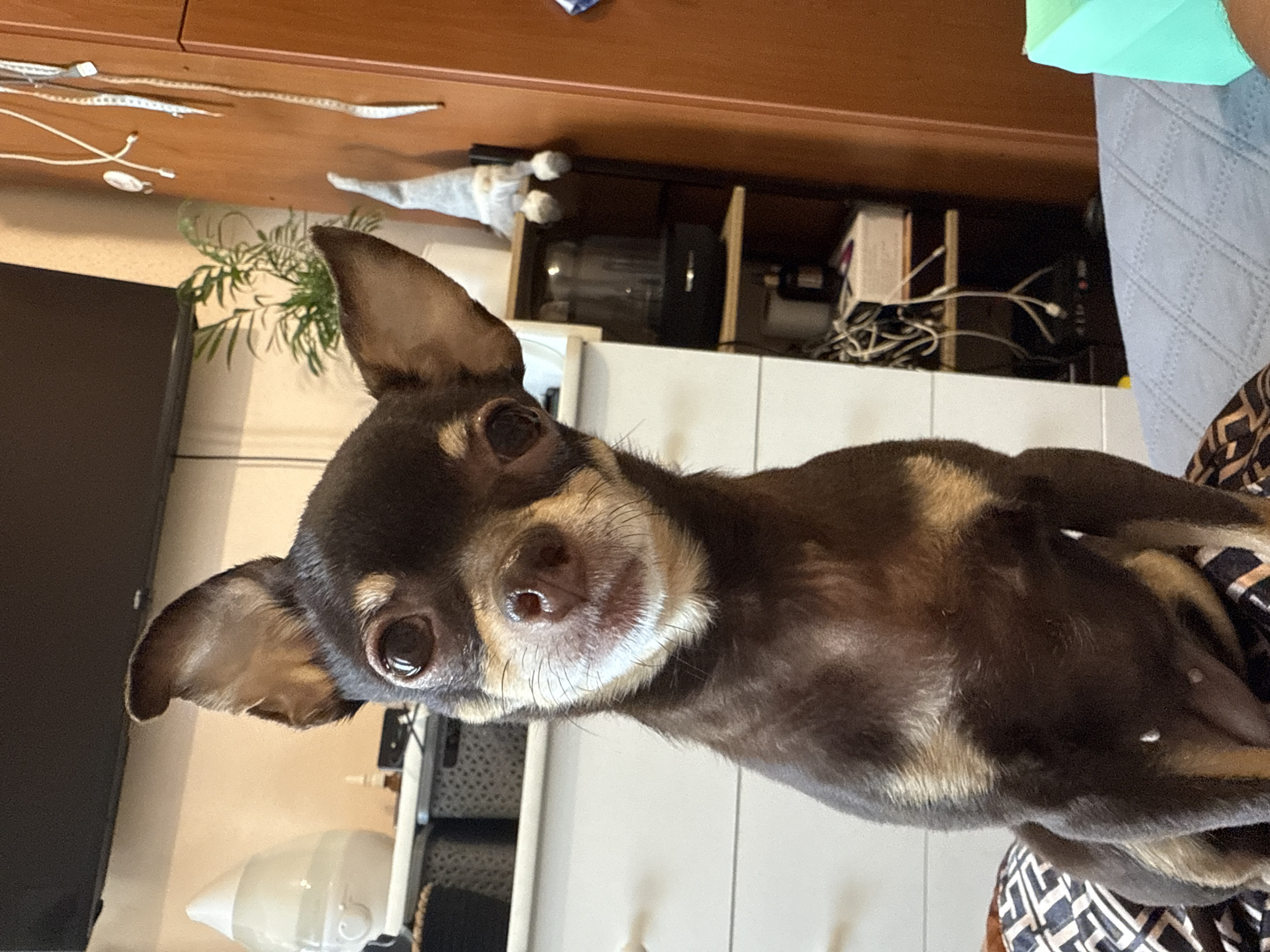 This is a close-up, sideways photograph of a small, dark brown and tan Chihuahua dog. The dog's head is the primary focus, with its large, dark eyes looking directly at the camera. Its ears are prominent, one fully visible and the other partially obscured. The dog's fur is short, with tan markings around its muzzle, eyes, and chest. The background is slightly blurred, revealing an indoor domestic setting.
To the left of the dog, a wooden shelf or cabinet is visible, holding various items, including some cables and a white object that might be a humidifier or a light fixture. Further to the left, a green object, possibly a pillow or cushion, is partially visible. The overall impression is that the dog is perched on something, possibly a piece of furniture or a person, looking upwards. The lighting suggests it is daytime, and the setting appears to be a living space, likely in Kyiv, Ukraine, given the provided context. There are no discernible weather cues as it is an indoor shot. The dog's expression could be interpreted as curious or attentive. No visible text is present in the image.
