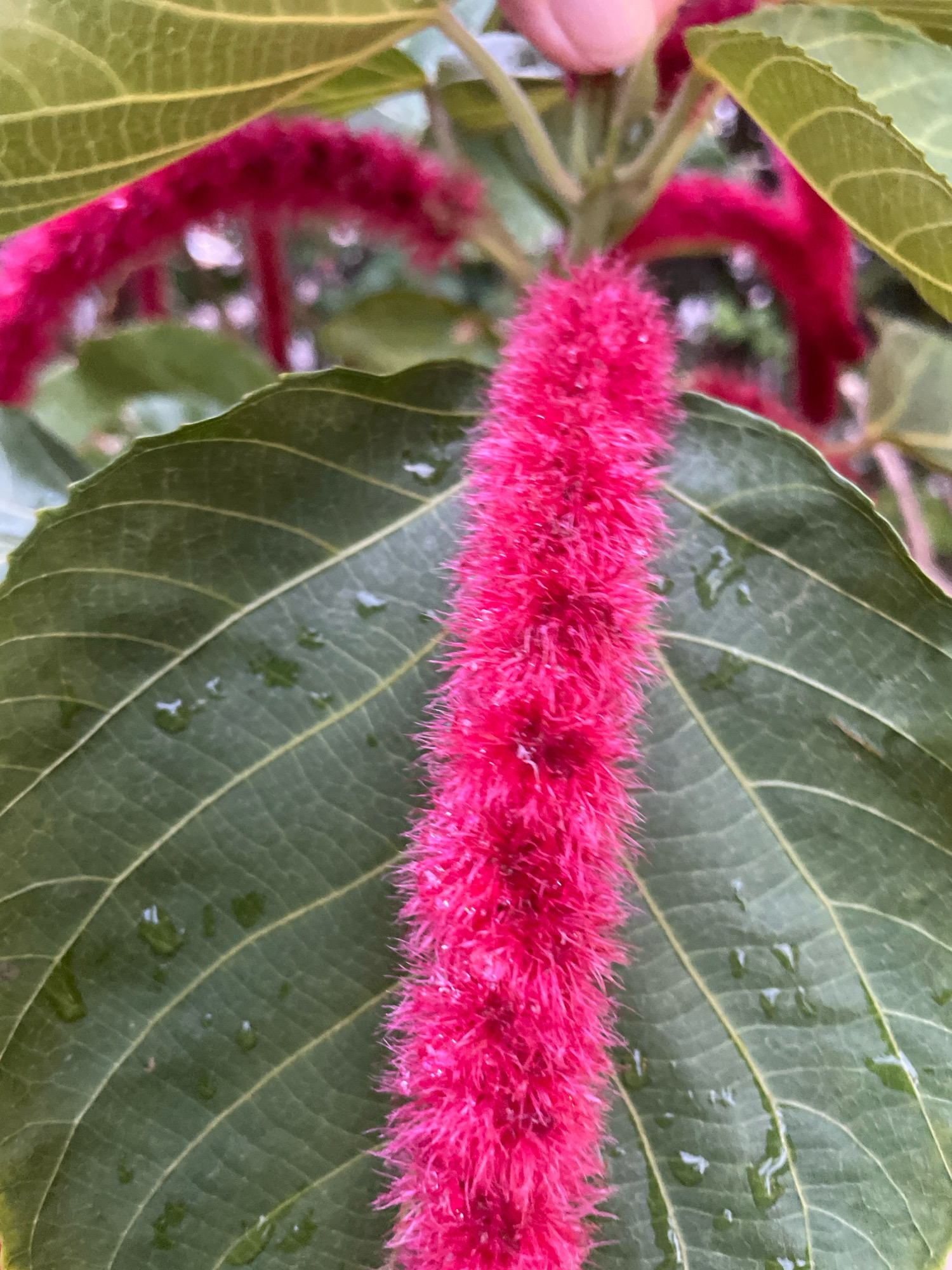 A close-up, overhead view captures a vibrant, fuzzy, magenta-colored flower spike of an Acalypha plant. The spike is centrally positioned and extends vertically, its bristly texture clearly visible. To the left and right of the spike are large, dark green leaves with prominent, light-colored veins. The leaves appear slightly damp, with small water droplets scattered across their surface, suggesting recent rain or watering. The background is blurred, showing hints of more foliage and a soft, diffused light. There is no identifiable urban or natural scenery that would suggest a specific location within Pattaya City, Thailand, or any other geographical area. No people or animals are directly visible in the frame, though a blurred finger is faintly visible at the top of the image, possibly interacting with the plant.