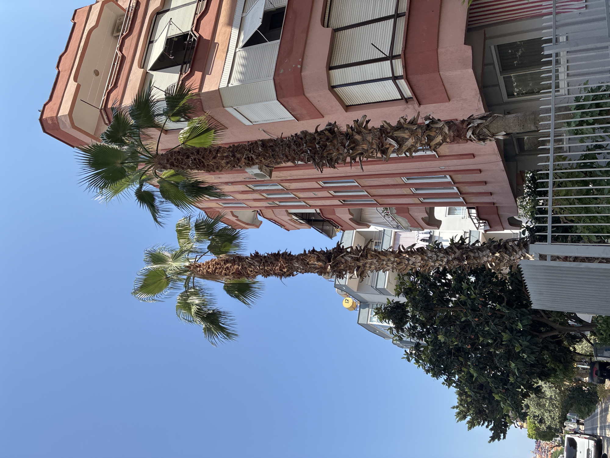 Two tall palm trees stand in the foreground against a clear blue sky, with their fronds reaching upwards. To the right of the palm trees is a multi-story building with a pink facade. The building features balconies with white shutters and windows. To the left of the palm trees, a lighter colored building is visible, with a yellow circular object on its roof. Further to the left, dense green foliage from trees and bushes lines a sidewalk. A metal fence runs across the bottom of the image, separating the sidewalk area from the buildings. In the far distance, buildings and what appear to be trees are visible. The scene depicts an urban environment, likely in a warm climate, as suggested by the palm trees and clear sky.