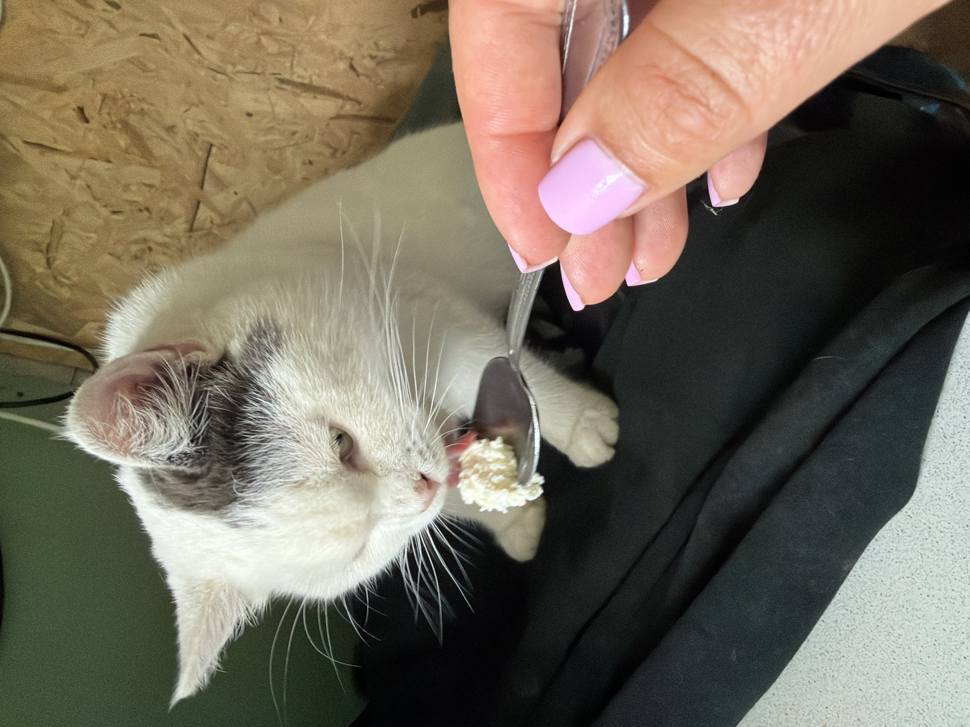 A light-furred cat with dark patches on its head and body is being fed from a silver spoon. A person with manicured nails painted pale purple is holding the spoon. The location is unknown and there is no evidence to suggest it is in Leningradskaya, Russia. The environment includes a dark, possibly black, draped cloth or garment, along with a wooden surface in the background. The cat is eating from the spoon.