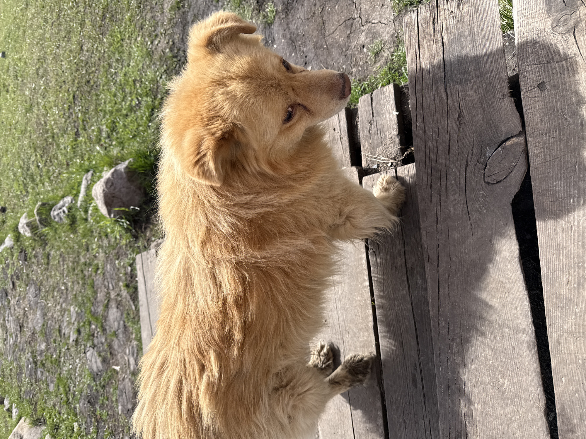An eye-level shot shows a medium-sized, tan-colored dog standing on a wooden walkway or bridge. The dog faces left with its head tilted upwards. The dog’s fur appears thick and somewhat shaggy. The wooden planks of the walkway run vertically in the frame. To the left of the walkway is a patch of greenery, consisting of grass and scattered rocks. The lighting is bright, casting shadows on the wooden planks. The scene appears to be outdoors in a rural or semi-rural setting. The location is Tyulyuk, Russia.