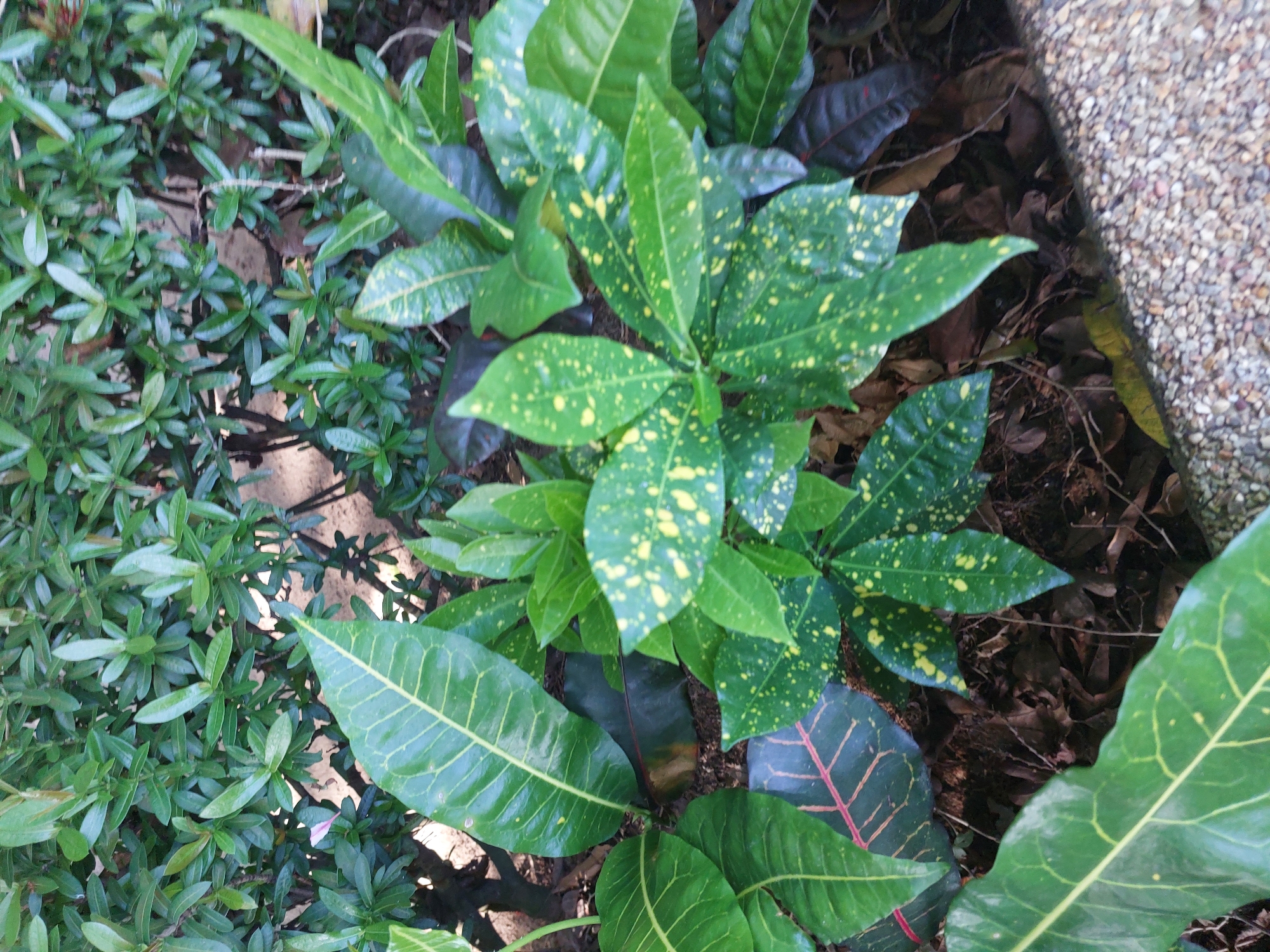 The image displays a cluster of green plants, some with yellow speckles, growing in soil. The plants are varied in leaf shape and size, with some larger leaves in the foreground and a dense background of smaller green leaves. The ground cover consists of dried leaves and pebbles. The scene is outdoors, in what appears to be a garden or landscaped area. There are no people or animals visible in the image. The overall impression is one of lush vegetation. There is no information within the image to determine the specific location in Baan Mae Nam, Thailand.
