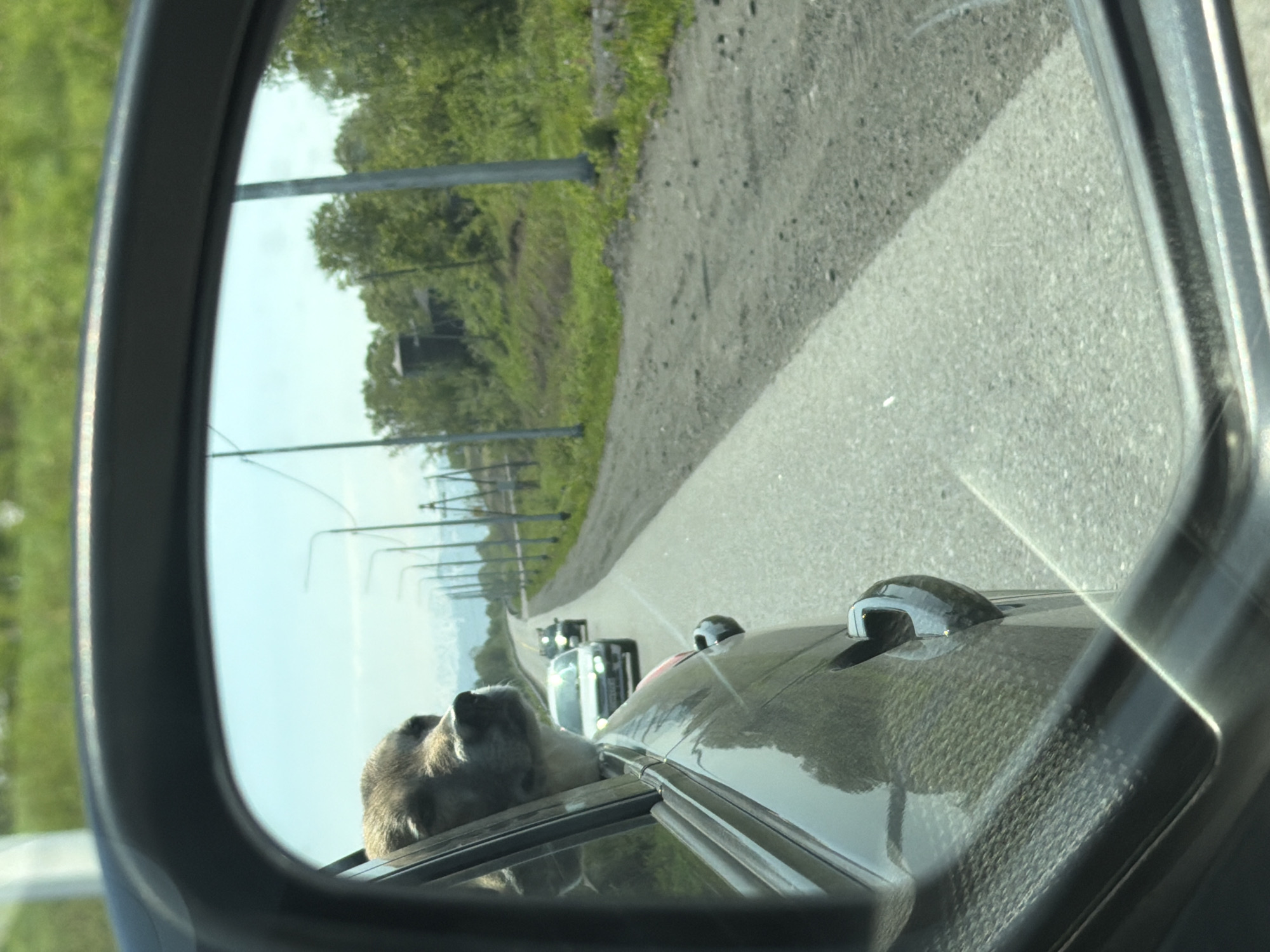 The image shows a reflection in a car's side mirror, capturing a dog with its head out the window of a moving vehicle. The dog appears to be a medium-sized breed with light brown fur and dark eyes, looking forward. The vehicle is on a paved road with a grassy shoulder and trees lining the right side. In the distance, there are more trees and a cloudy sky. The car's interior, including a portion of the door frame and the car's bodywork, is also visible in the foreground of the mirror. There are other vehicles on the road ahead. The scene appears to be a rural or suburban road in Russia.