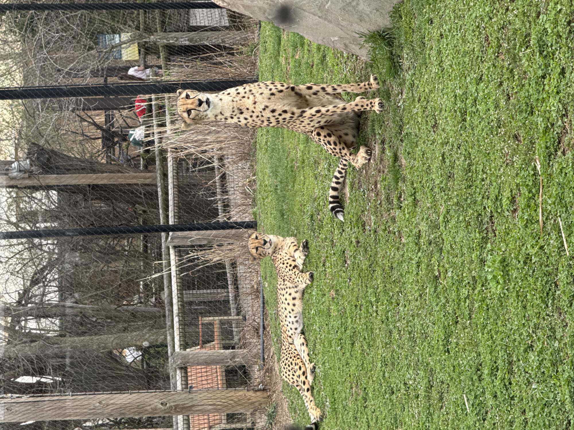 The image shows two cheetahs in an enclosure at the Columbus Zoo and Aquarium in Powell, Ohio, USA. One cheetah is sitting up near a rock and the other is lying down in the grass. The enclosure has a black chain-link fence with wooden posts and a wooden structure in the background. There is a patch of green grass with small white flowers and the sky is overcast.