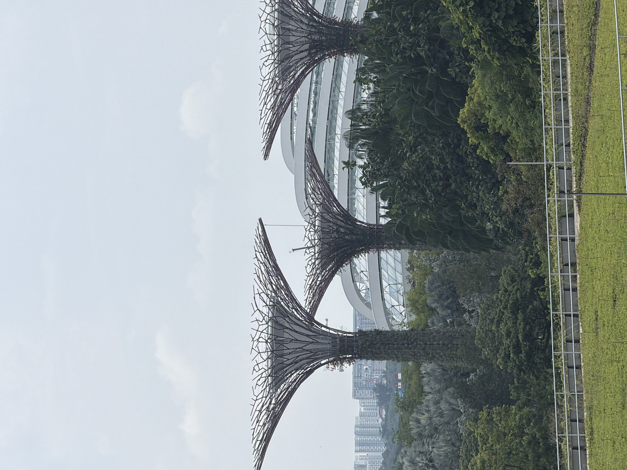 The image depicts the Supertree Grove at Gardens by the Bay, a prominent horticultural attraction in Singapore. In the foreground, a white railing runs horizontally across the frame, separating a grassy area from a pathway. Behind the railing, the Supertrees, with their distinctive umbrella-like canopies and intricate lattice structures, rise majestically. They are covered in a variety of plants, creating a vertical garden effect. In the background, the futuristic domes of the Cloud Forest and Flower Dome are visible, their glass facades reflecting the overcast sky. Beyond the domes, a dense urban landscape with tall buildings stretches across the horizon. Lush green foliage, including palm trees and other tropical plants, fills the mid-ground, adding to the tropical ambiance of the scene. The overall atmosphere is one of man-made marvels integrated with nature, set against the backdrop of a modern city.