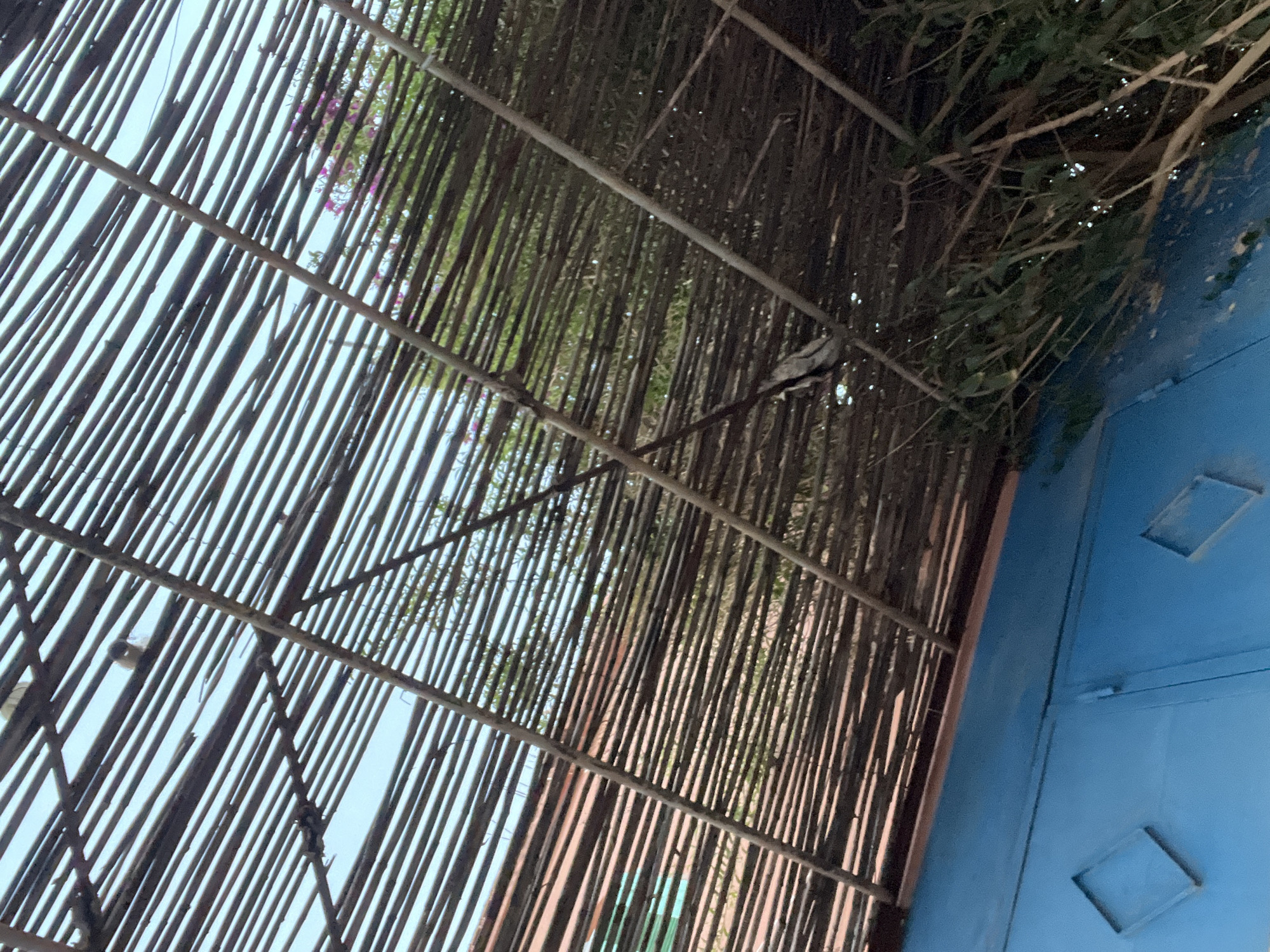 A ground-level angled shot depicts a rudimentary, light-filtering barrier comprised of evenly spaced reeds held together by horizontal supports. Some green vegetation is seen through the barrier. A blue wall or structure with inset diamond shapes is on the right edge. The location is Ouaouizert, Morocco. No people or interaction is seen in the frame.