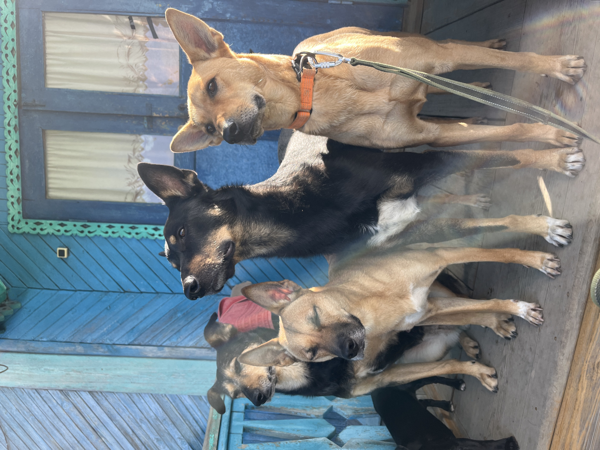 Five dogs are standing on a wooden porch in front of a blue wooden house with a double door. The dog in the foreground on the right is tan with an orange collar and leash. To its left is a tan dog with its eyes closed, possibly napping. Behind them is a black and tan dog facing left, and another tan dog behind it. A black dog is visible on the far left. The porch appears to be on a residential property, possibly in Nizhny Tagil, Russia, given the architecture of the house. The lighting suggests it is daytime, with sunlight casting shadows.