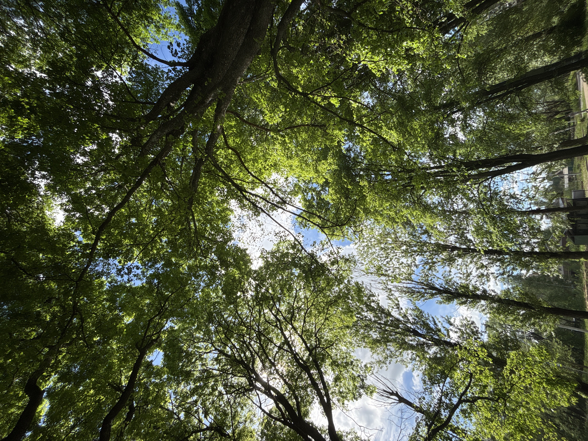 The image is a low-angle shot looking up through the dense canopy of trees, likely in a park or forested area. Patches of blue sky are visible between the leaves and branches. The sunlight filters through the leaves, creating a dappled effect on the ground. The location is potentially Rusanovo, Russia, but this cannot be confirmed by solely looking at the image. The subject is the forest canopy. There are no people or interactions visible in this image.