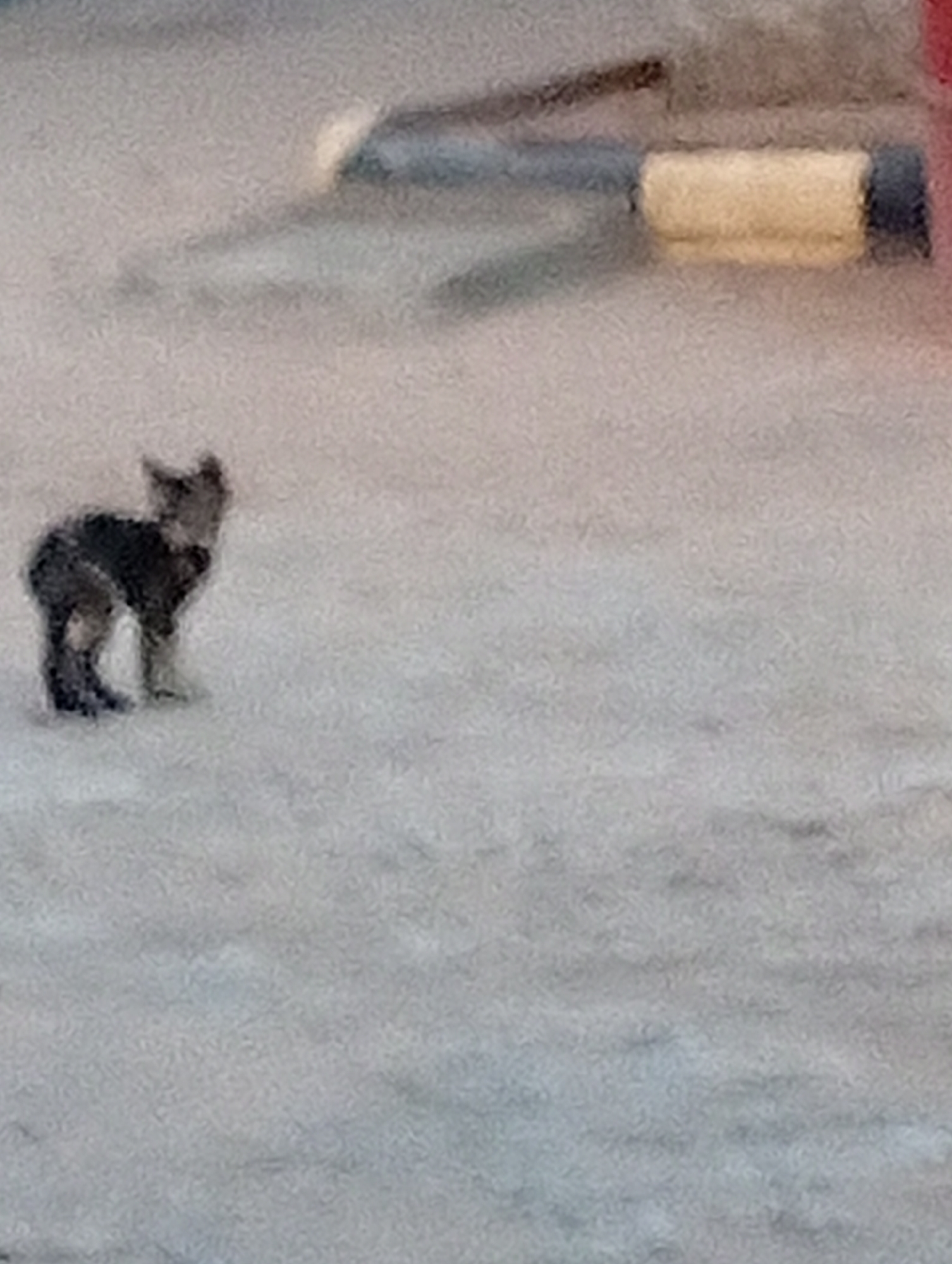A grainy, blurred image shows a small, dark-colored dog standing on a light-colored surface, possibly a sidewalk or open area. The dog appears to be facing away from the camera. In the background, there is a blurry object that could be part of a vehicle or building structure. The overall lack of clarity makes it difficult to determine the exact details of the location or the environment with certainty. The provided city and country location cannot be definitively confirmed from the visible details in the image.