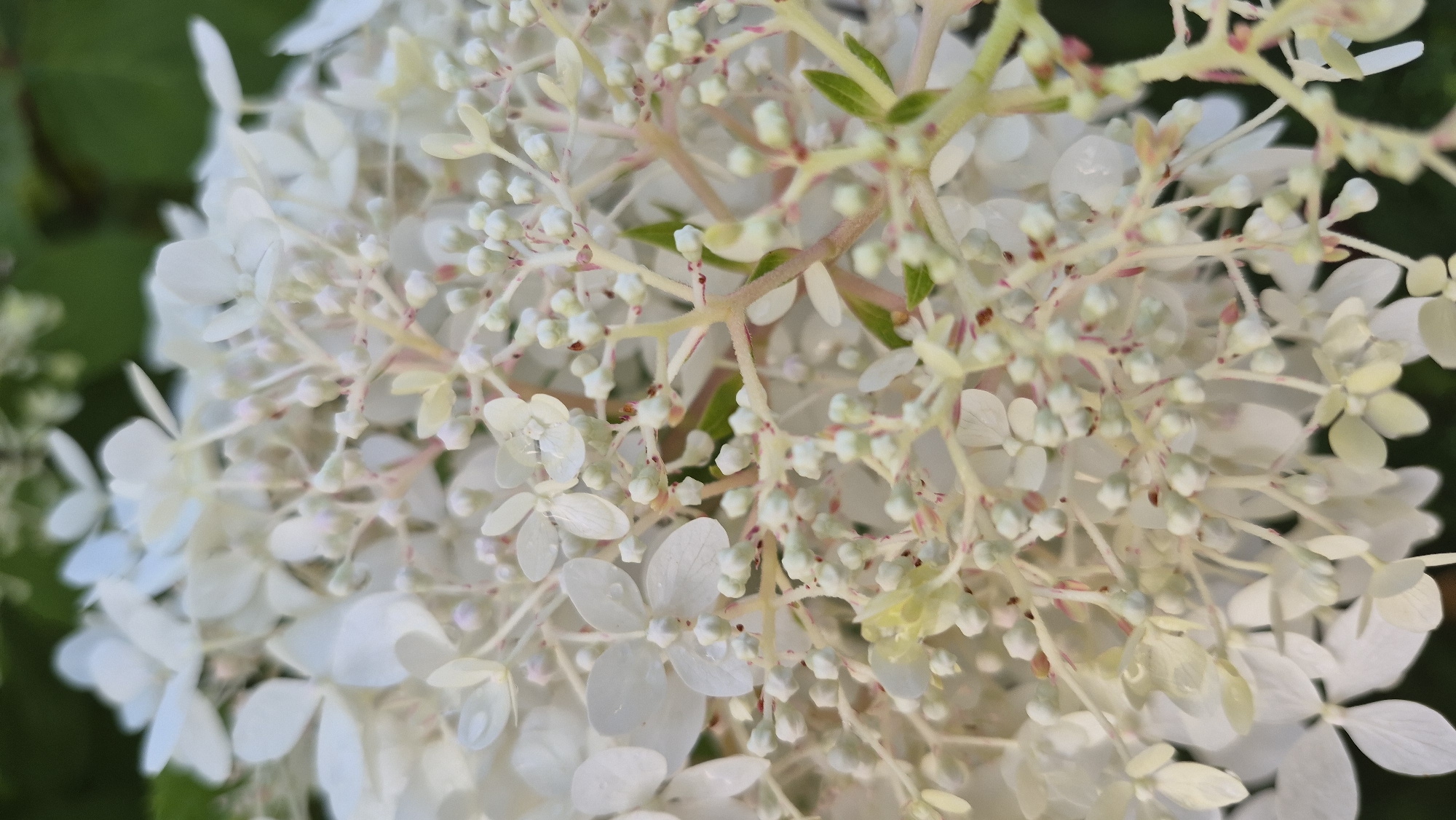 This is a close-up, vertical, outdoor photograph of a cluster of white flowers. The flowers are delicate and have multiple small petals. There are also many tiny, undeveloped flower buds visible throughout the cluster, some of which have pinkish tinges. The stems of the flowers are thin and light-colored, with some appearing reddish. A few small green leaves are interspersed within the blooms. The background is softly blurred, showing darker green foliage, suggesting the flowers are part of a larger plant or shrub. The lighting appears natural, possibly from daylight, and there are small water droplets visible on some of the petals, indicating recent rain or dew. There are no people or animals present in the image. The image does not provide any information about its location within Daugavpils, Latvia.