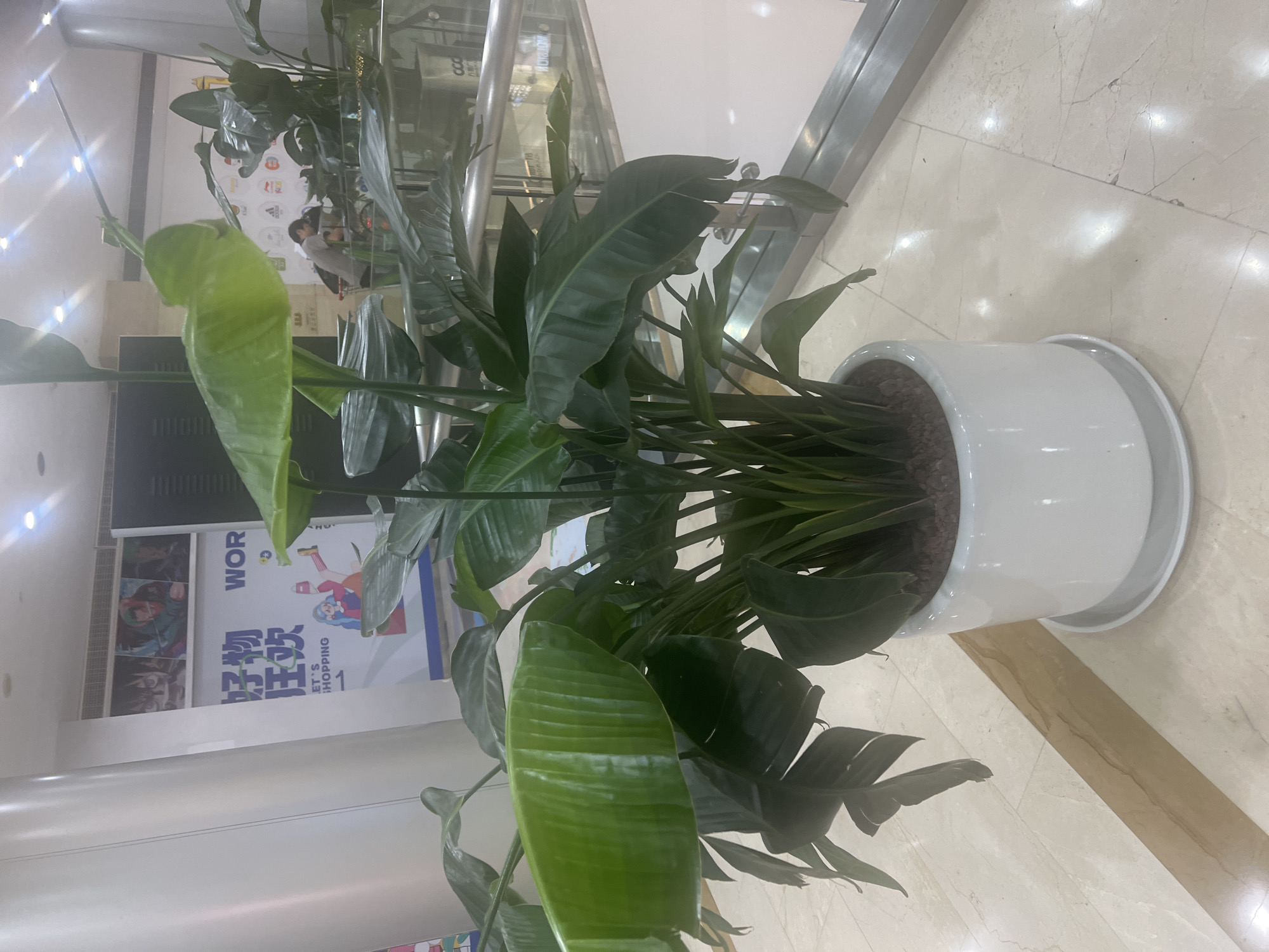 In the city of Liandu District, China, a large potted plant with broad, green leaves sits on a polished tiled floor in what appears to be a shopping mall. The plant is in a white, cylindrical pot with a matching saucer. Behind the plant, a large banner is visible with Chinese characters and graphics that suggest a shopping promotion. Further back, a person is seen pushing a shopping cart, and a metal railing indicates a multi-level structure. The lighting suggests an indoor environment, possibly illuminated by overhead lights.