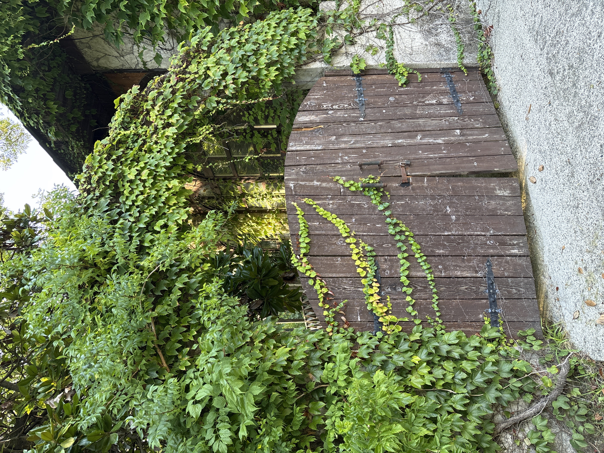The image shows a closed, arched wooden gate covered in ivy. The gate is made of vertical wooden planks and has black metal hinges. There are two metal handles on the left gate, and a small padlock is attached. The gate is set within a stone wall, also partially covered by ivy. To the left of the gate, lush green foliage dominates the scene, with large leaves and smaller tendrils climbing up. To the right, the stone wall continues, with ivy creeping along it. A glimpse of a building with a dark roof and windows can be seen behind the ivy on the right. The ground in front of the gate is a textured, light gray surface, possibly concrete or asphalt, with a few fallen leaves scattered on it. The lighting suggests it is daytime, possibly late afternoon, with sunlight filtering through the leaves, creating dappled shadows. The scene conveys a sense of nature reclaiming an old structure, with a slightly overgrown and rustic aesthetic. This location is identified as being in the city of Sochi, Russia.