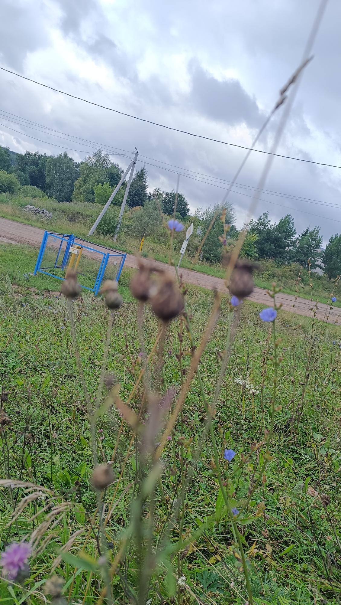 The image captures an outdoor scene in the city of Karsha, Russia, on an overcast day. In the foreground, a patch of wild grass and dried seed pods dominate the frame, with a few small blue flowers interspersed. A tall, thin stalk with dried seed heads is prominently featured, obscuring parts of the background. Behind the vegetation, a dirt road winds through the landscape. To the left of the road, a blue and yellow structure, possibly a small playground element or a piece of equipment, is visible. Power lines stretch across the sky, supported by utility poles. The background consists of a dense line of green trees and a hill. The overall impression is one of a somewhat neglected, natural environment near a rural or semi-rural area. There are no people or animals visible in the image.