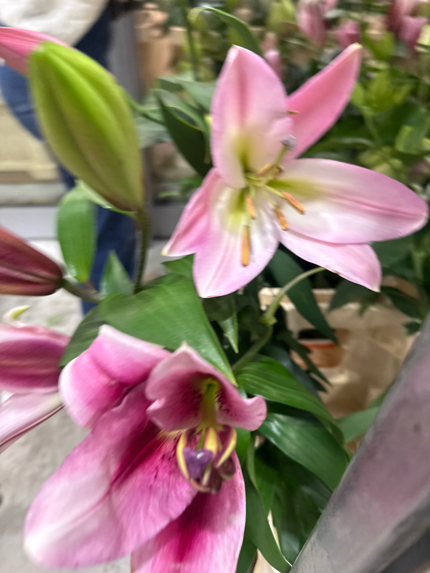 This image depicts a close-up view of pink lilies. In the foreground, a partially open pink lily displays delicate petals with darker pink markings and a prominent yellow and purple stamen. Behind it, another lily is in bud, its green sepals tightly enclosing the developing petals. More lilies, some in bud and some open, are visible in the background, along with lush green foliage. The lighting suggests an indoor setting, possibly a florist shop or a home. There are no discernible landmarks to indicate a specific location within Tallinn, Estonia.