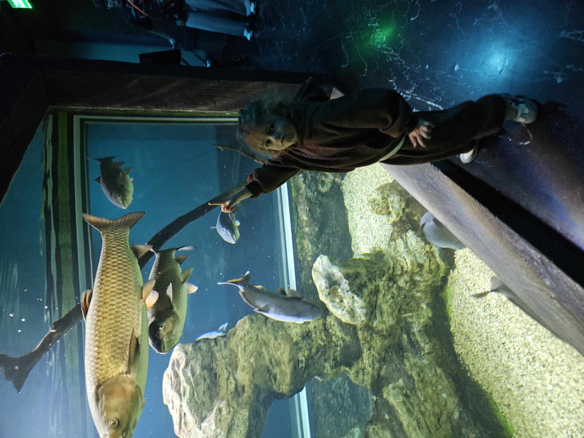 A child points into a large aquarium. The tank contains several large, carp-like fish, some driftwood, and rocky structures. The photo was taken indoors. The image appears to be rotated clockwise. Location: city of Khimki, Russia.