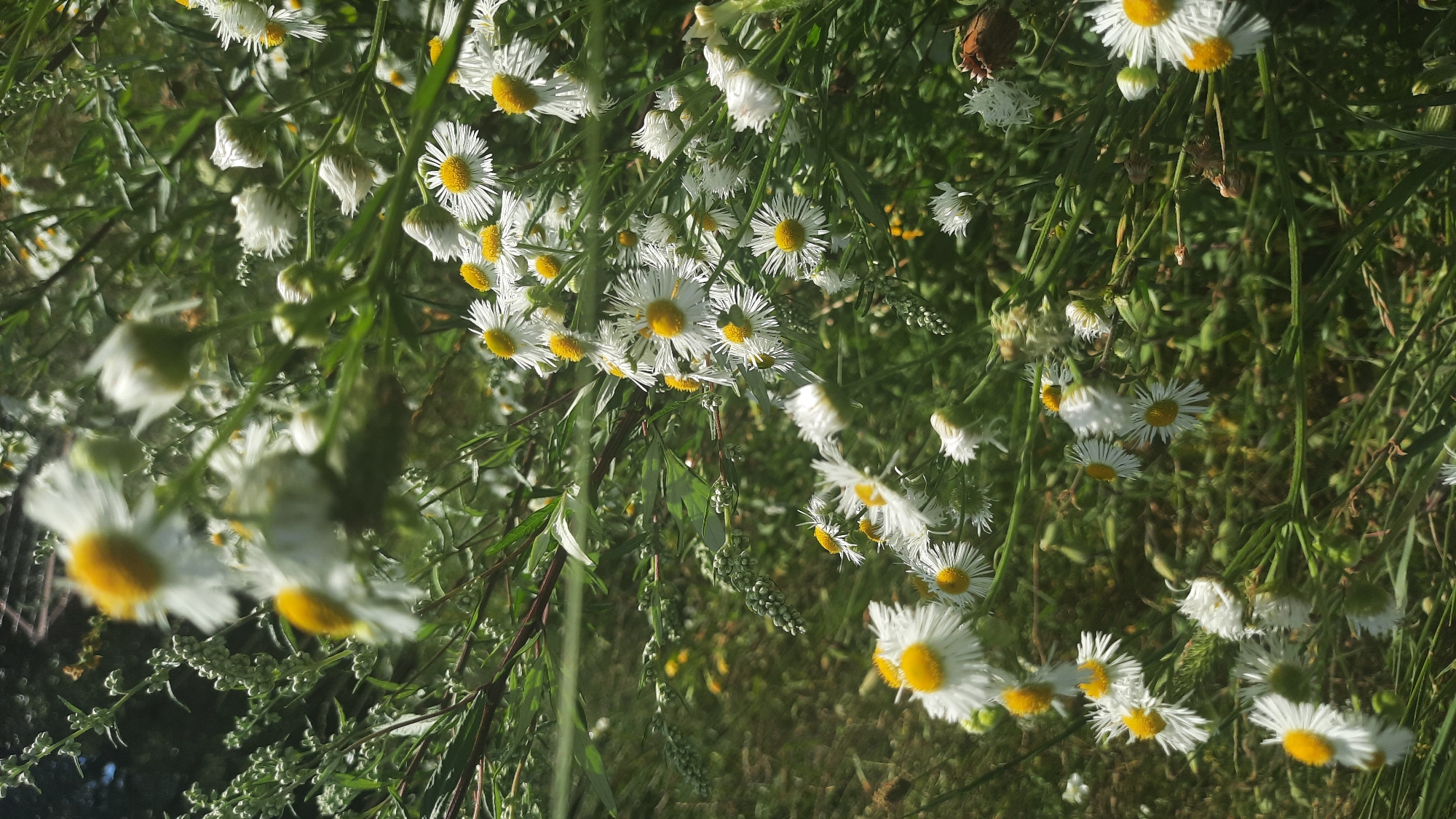 The image shows a close-up of a patch of wild daisies with yellow centers, growing amidst green foliage. The daisies are in various stages of bloom, with some fully open and others still in bud. The background is blurred, suggesting a shallow depth of field. The lighting indicates it is daytime, with sunlight dappling through the leaves. There are no people or animals visible. The location is described as being in the city of Shklov, Belarus.
