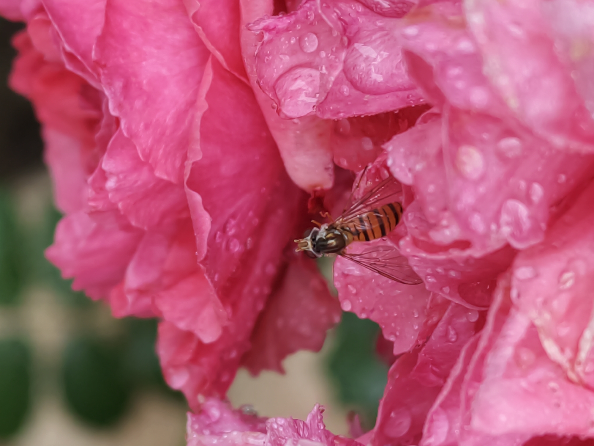 A close-up, eye-level shot focuses on a vibrant pink rose, its petals covered in glistening water droplets, suggesting a recent rain or dew. Nestled within the folds of the petals is a hoverfly, its body adorned with distinctive black and yellow stripes, its delicate wings outstretched. The background is softly blurred, revealing hints of green foliage, creating a shallow depth of field that isolates the subject. The scene is set in Angarskie Khutora, Russia.