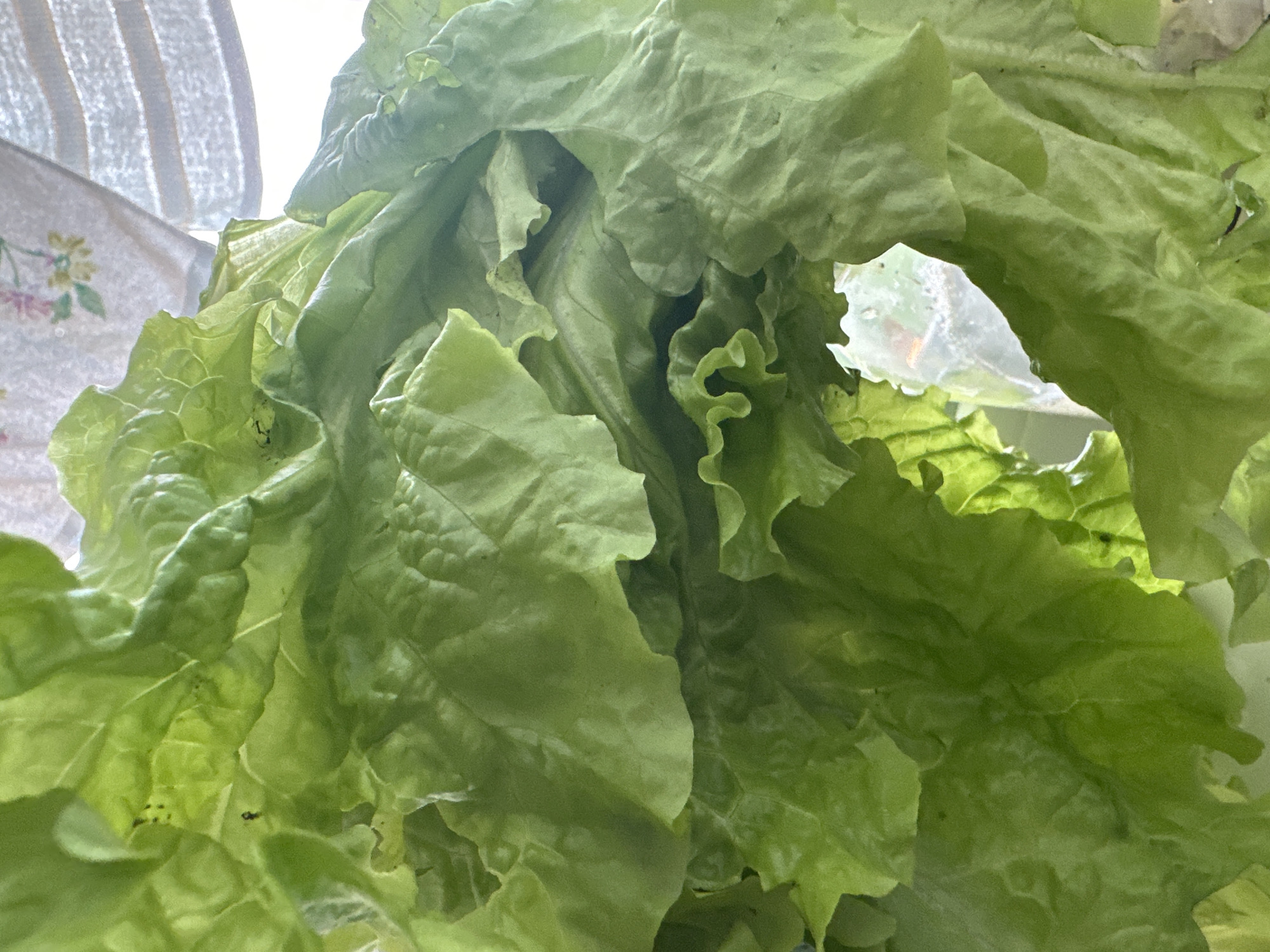 A close-up shot shows a large head of bright green lettuce. The leaves are crinkled and have visible veins. In the background, a window is visible with a patterned curtain hanging to the left and horizontal blinds to the right. Sunlight filters through the window, illuminating the lettuce. There are small, dark specks, potentially insects, on some of the lettuce leaves. The scene is indoors, with no visible city details.