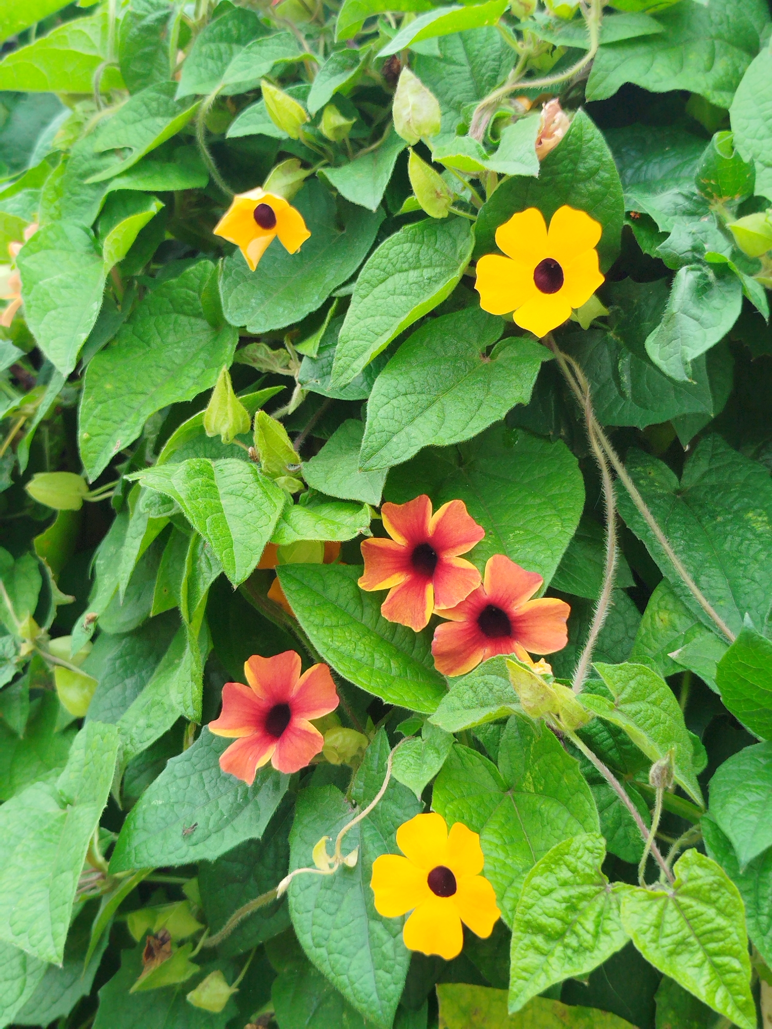 The image shows a close-up of a vine covered in bright yellow and orange flowers with dark centers. The flowers, which appear to be black-eyed Susans or similar species, are interspersed with lush green leaves of various sizes and textures. Some buds and seed pods are also visible on the vine. The lighting suggests it is daytime, and the overall impression is one of natural beauty and vibrant growth. There are no people or signs of human activity in the image, and no specific location in Da Lat, Vietnam is identifiable from the visual elements alone.