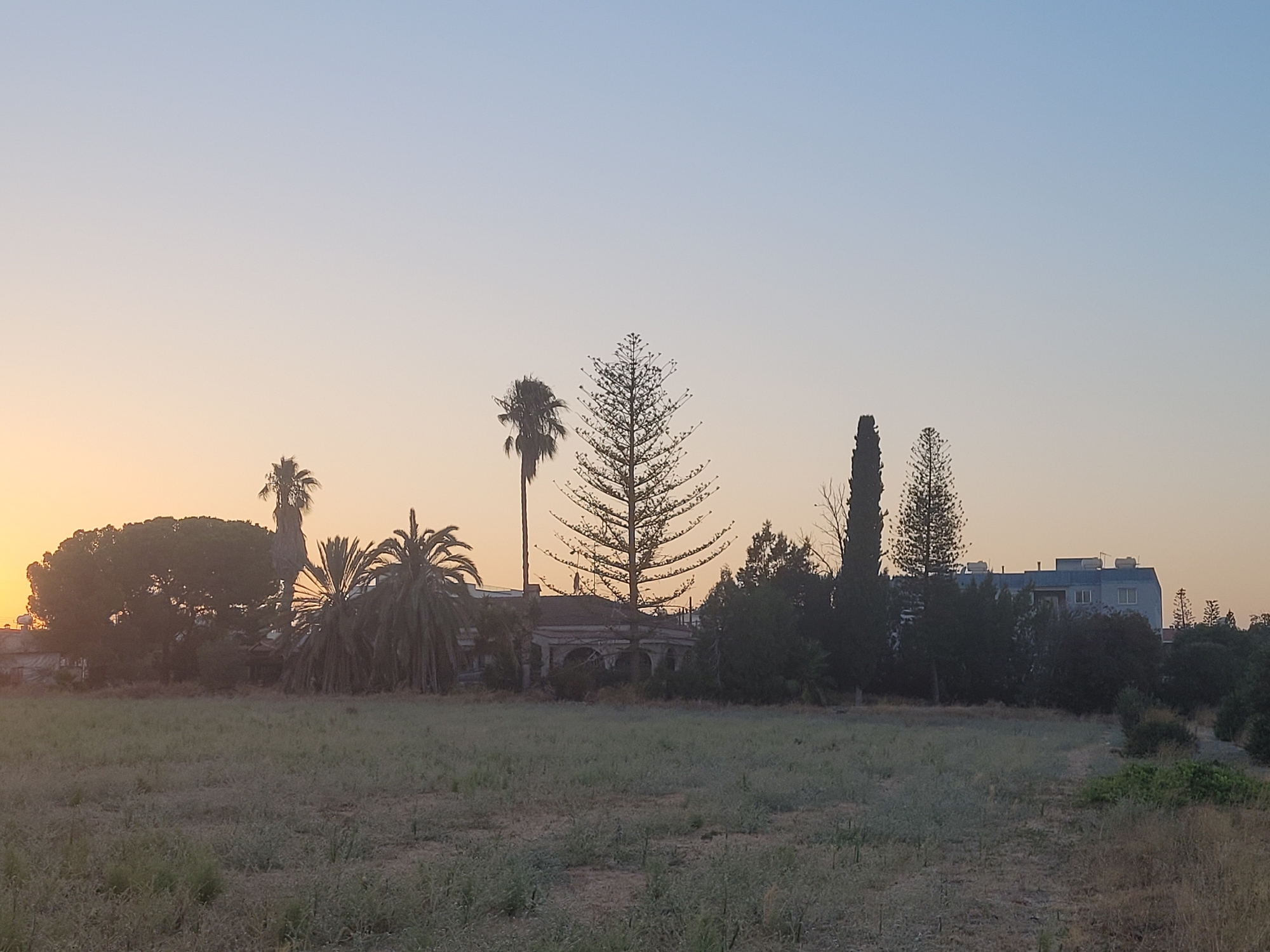 The image depicts an outdoor scene at dusk in Kolossi, Cyprus. In the foreground, a dry, uncultivated field stretches across the frame. Behind the field, a line of various trees and some derelict structures form a silhouette against the pale orange and blue sky. Among the trees are several palm trees of different sizes, a tall, slender cypress tree, and a distinct pine tree with a Christmas tree-like shape. A partially visible, old, stone building with arched openings is situated behind the central pine tree. Further in the background, a modern, light blue building with white-framed windows and what appear to be solar water heaters on its roof is visible. The overall impression is one of a rural or semi-rural area undergoing development or perhaps in a state of decline.