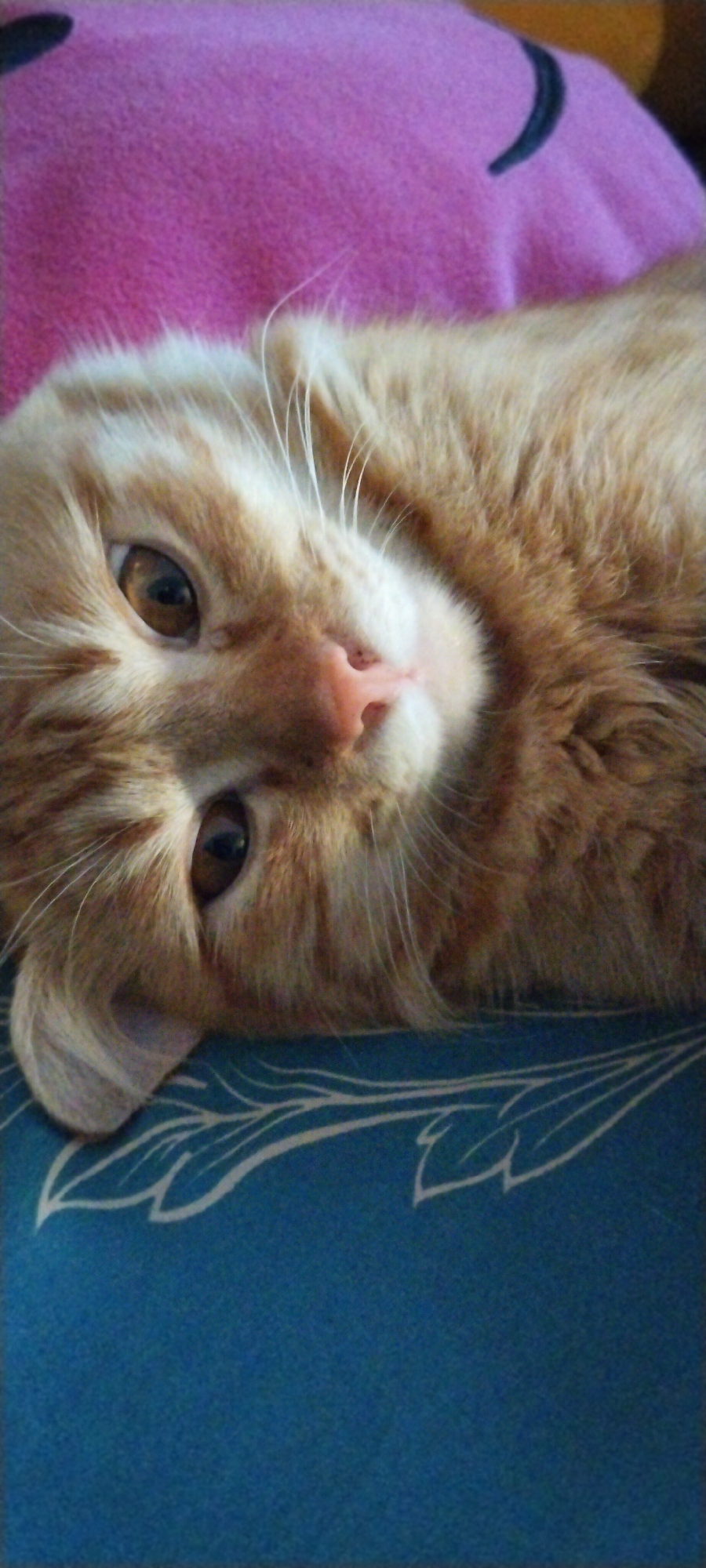 An extreme close-up shot shows a ginger cat lying on its side, with its head tilted upwards. The cat's fur is a mix of orange and white, with prominent tabby markings on its face. Its eyes are large and brown, and its nose is a light pink. The cat is resting on a blue surface with a white leaf-like pattern. In the background, a blurry pink object with a black crescent shape is visible. The image is taken in Duman, Indonesia.