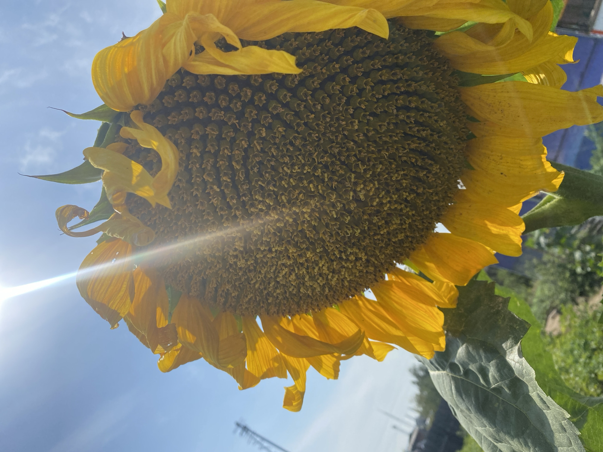 A close-up, low-angle shot captures a large sunflower head with bright yellow petals against a clear blue sky, illuminated by a bright sun with noticeable lens flare. The center of the sunflower is densely packed with seeds. In the background, out-of-focus green foliage and a thin, tall structure resembling a utility pole or antenna are visible, suggesting an outdoor setting possibly on the outskirts of Usolye-Sibirskoye, Russia. The image is detailed and well-lit, with the natural light highlighting the texture of the sunflower petals and seeds.