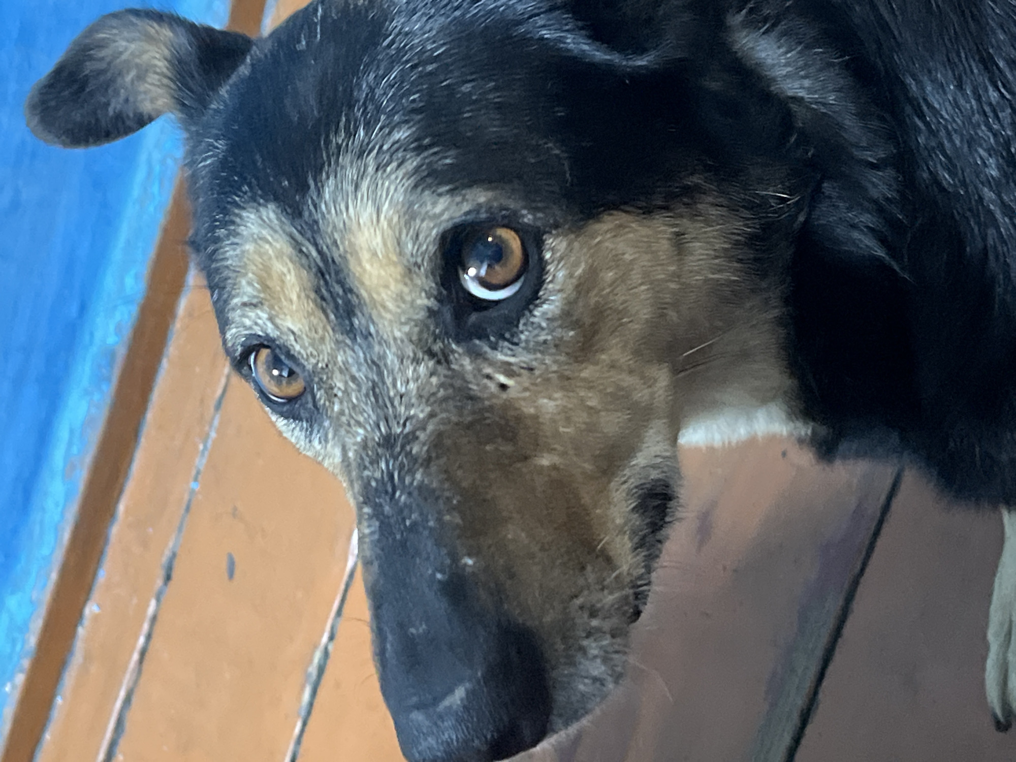 A close-up shot of a dog's face. The dog has short, black fur on its head and back, fading to tan around the eyes, muzzle, and throat. Its eyes are brown with visible white highlights. The dog is looking downwards and slightly to the left. The background is a wooden floor and blue wall. There is no information in the image to suggest it was taken in Nizhny Tagil, Russia.