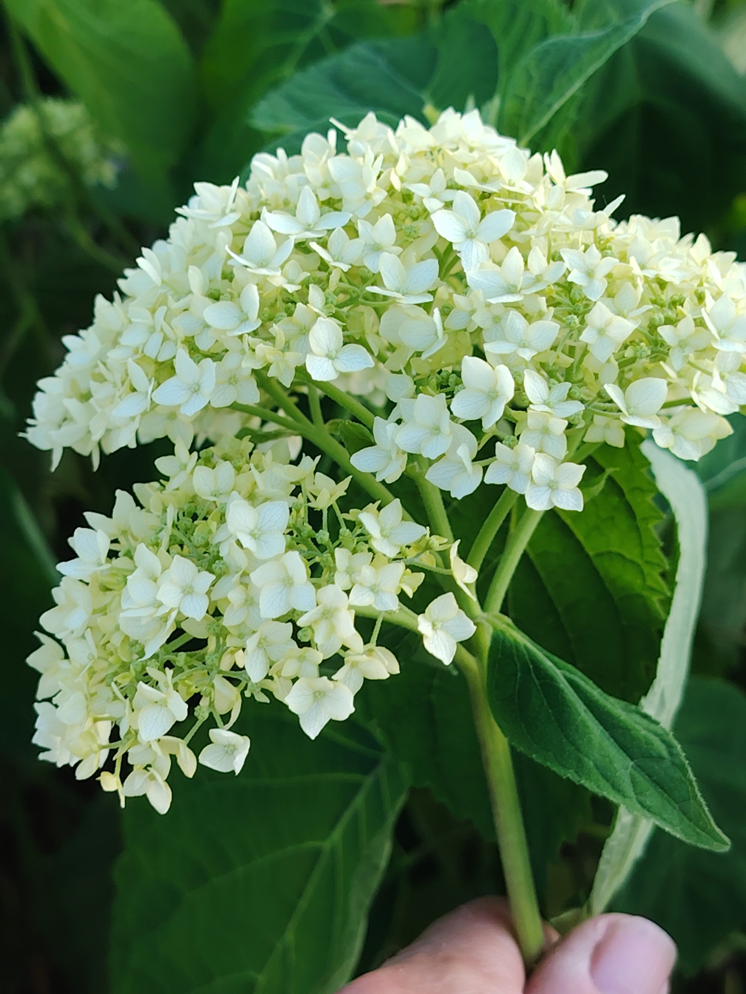 A close-up, eye-level shot captures a cluster of creamy white hydrangea blooms against a blurred green background of foliage. The flowers are small and star-shaped, arranged in a dense, rounded inflorescence. The stems are green and sturdy. The scene is likely outdoors, possibly in a garden or park. There are no people clearly visible in the image, though a hand is partially visible in the lower right corner, holding the stem of the hydrangea. The lighting suggests it is daytime, with soft shadows indicating overcast conditions or the absence of direct sunlight. The overall impression is one of natural beauty and delicate floral detail. The location in Бараўлянскі сельскі Савет, Belarus, is not discernible from the visual information alone.